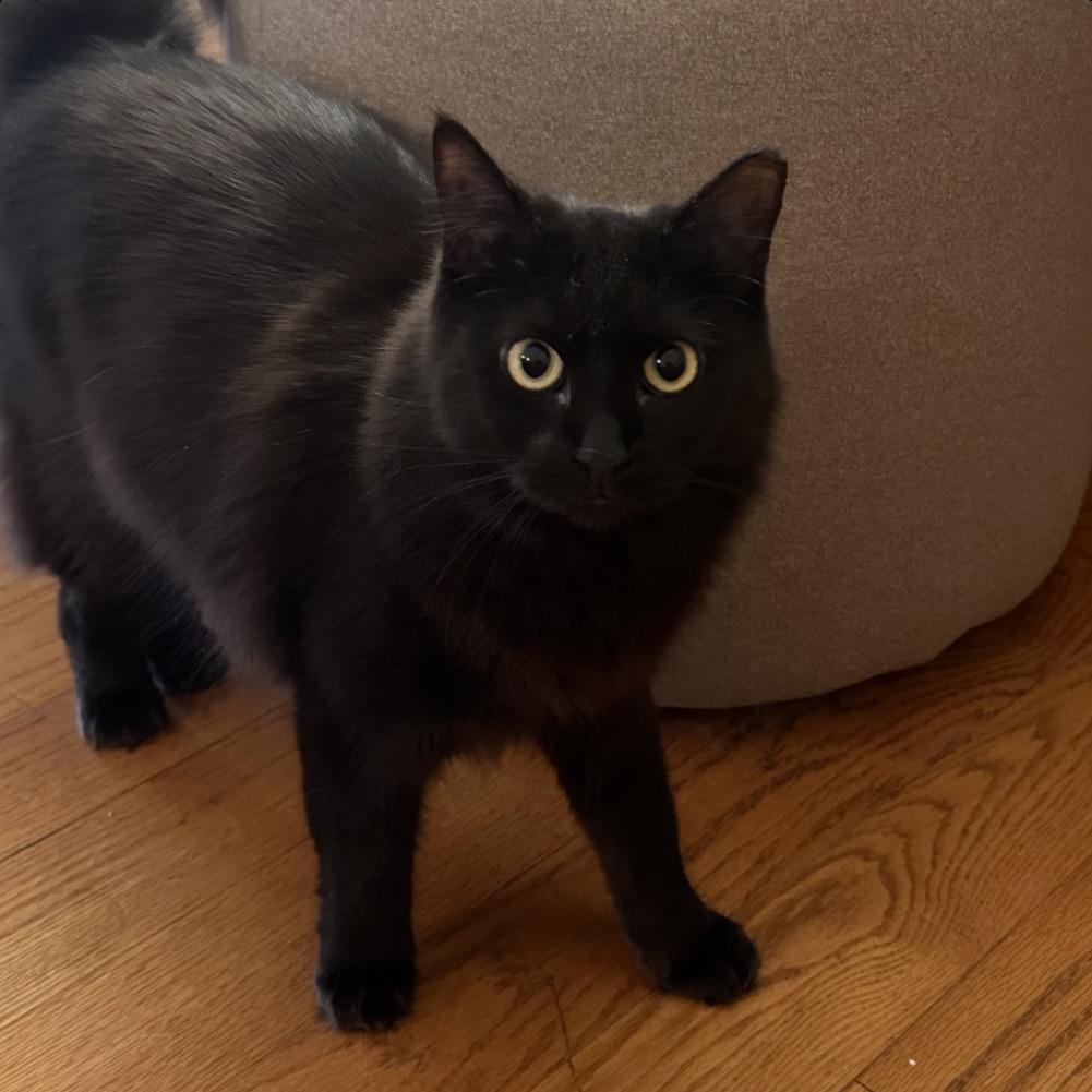 Enlarge Tiramisu & Jojo - Shy Sweet Girls, a Adoptable Domestic Long Hair in Brooklyn, NY image 1/5