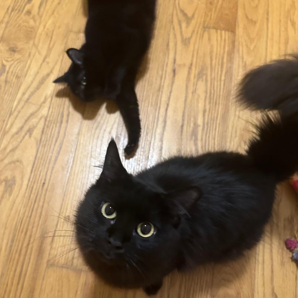 Enlarge Tiramisu & Jojo - Shy Sweet Girls, a Adoptable Domestic Long Hair in Brooklyn, NY image 5/5