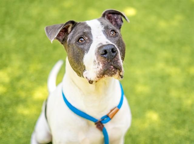 JUSTIN, Adoptable, Adult Male Pit Bull Terrier.