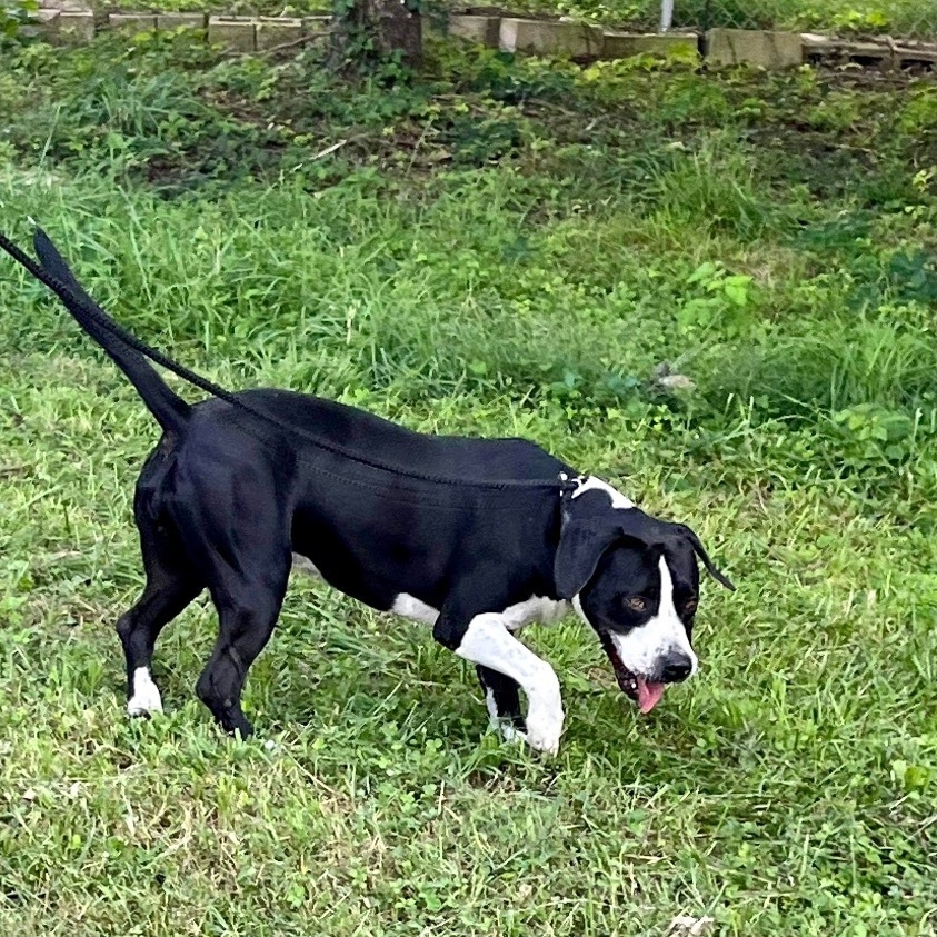 Chelsea, Adoptable, Adult Female Mixed Breed.