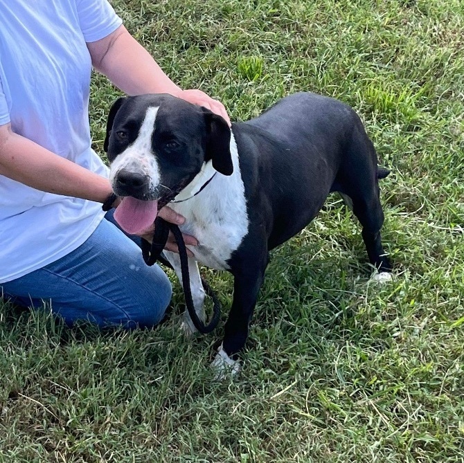 Chelsea, a Adoptable Mixed Breed in Fredericton , NB image 2/3