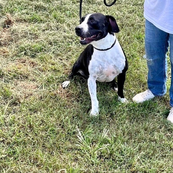 Chelsea, a Adoptable Mixed Breed in Fredericton , NB image 3/3