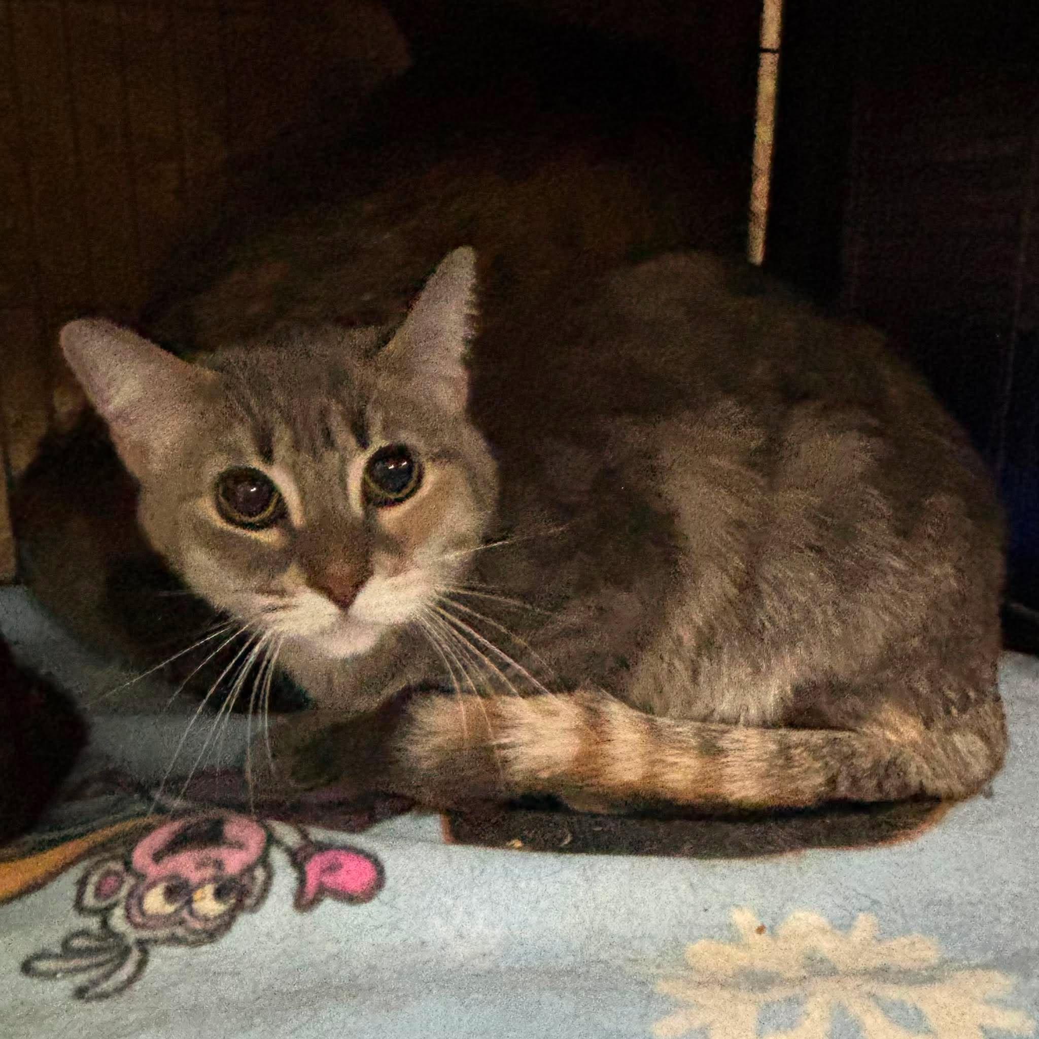 Enlarge ATHENA 2, a Adopted Domestic Short Hair in Tillsonburg, ON image 1/3
