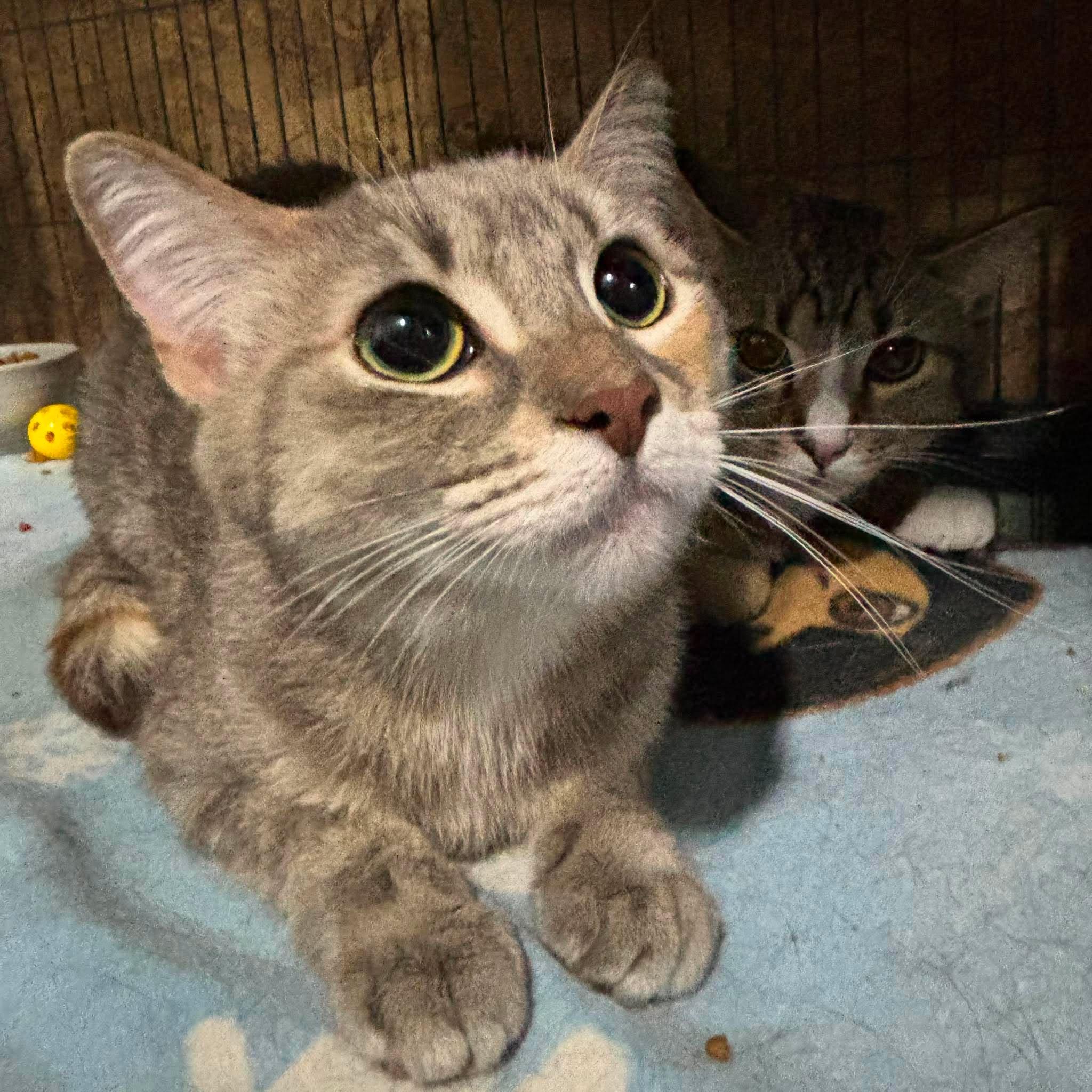 Enlarge ATHENA 2, a Adopted Domestic Short Hair in Tillsonburg, ON image 2/3