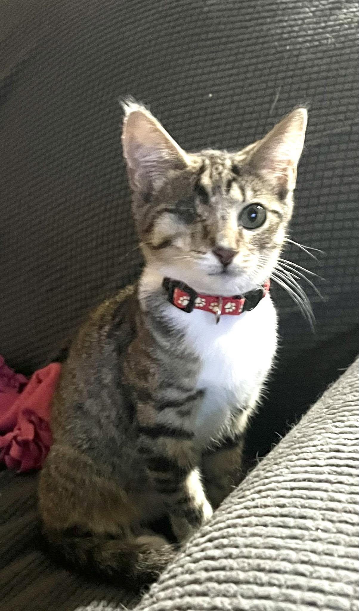 Harold, Adoptable, Young Male Tabby.