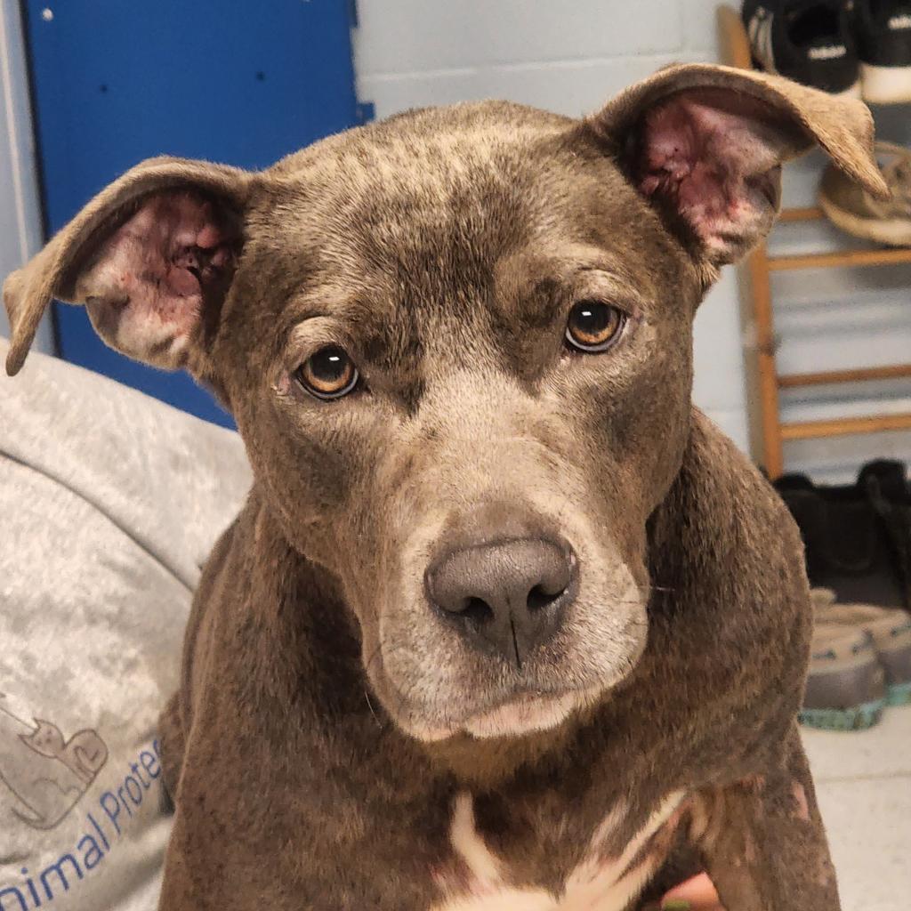 Enlarge Penelope, a Adoptable mixed breed in Lexington, SC image 1/3