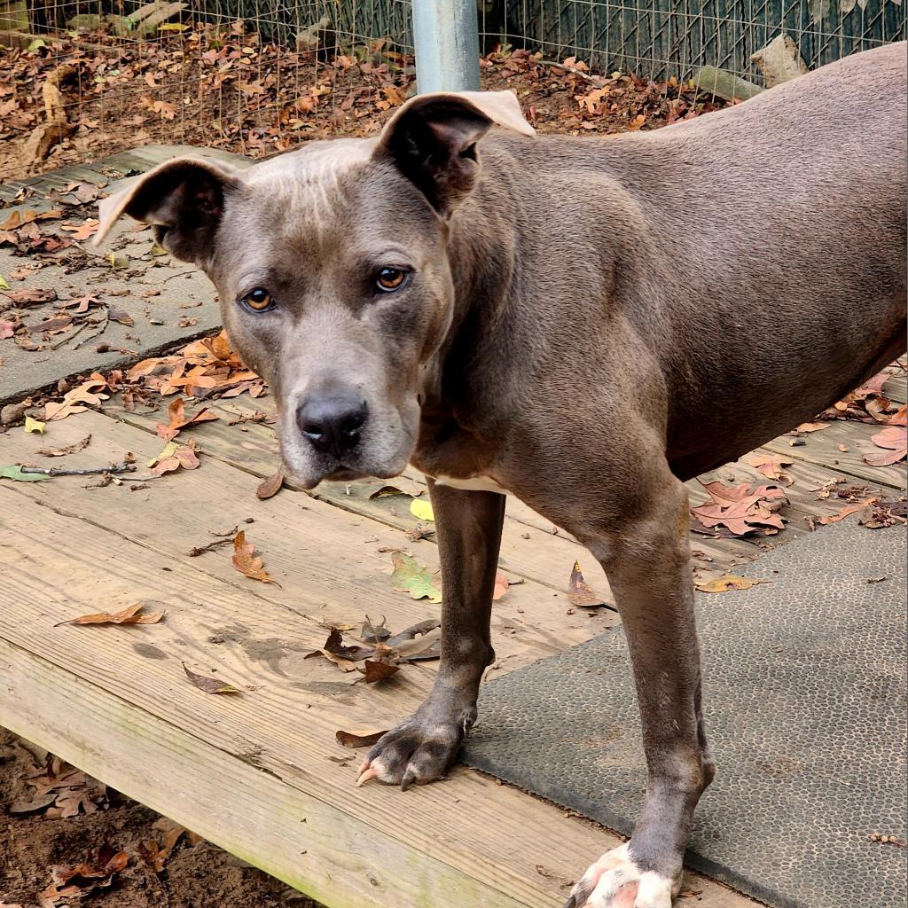 Enlarge Penelope, a Adoptable mixed breed in Lexington, SC image 2/3