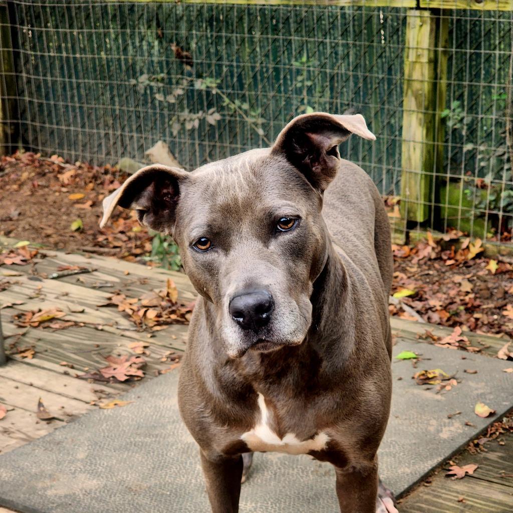 Enlarge Penelope, a Adoptable mixed breed in Lexington, SC image 3/3