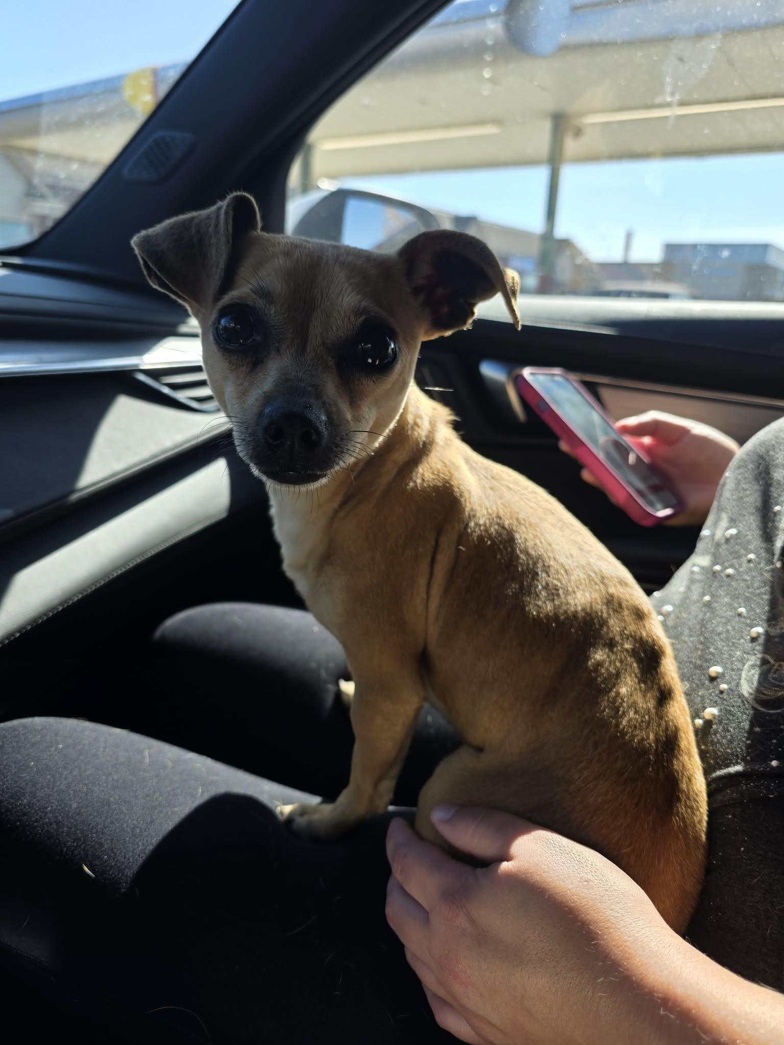 Enlarge Gracie, a Adopted Chihuahua in New London, WI image 2/3