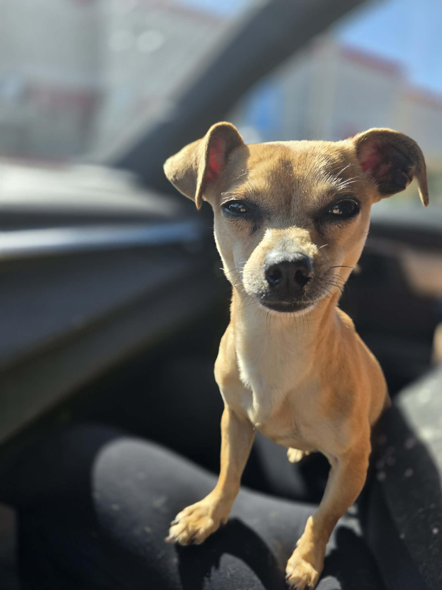 Enlarge Gracie, a Adopted Chihuahua in New London, WI image 3/3