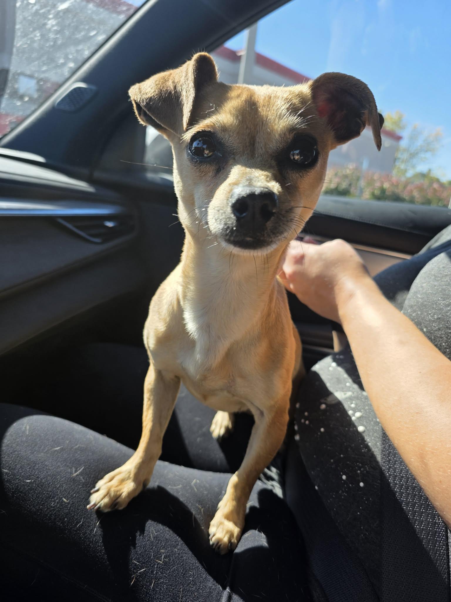 Enlarge Gracie, a Adopted Chihuahua in New London, WI image 1/3