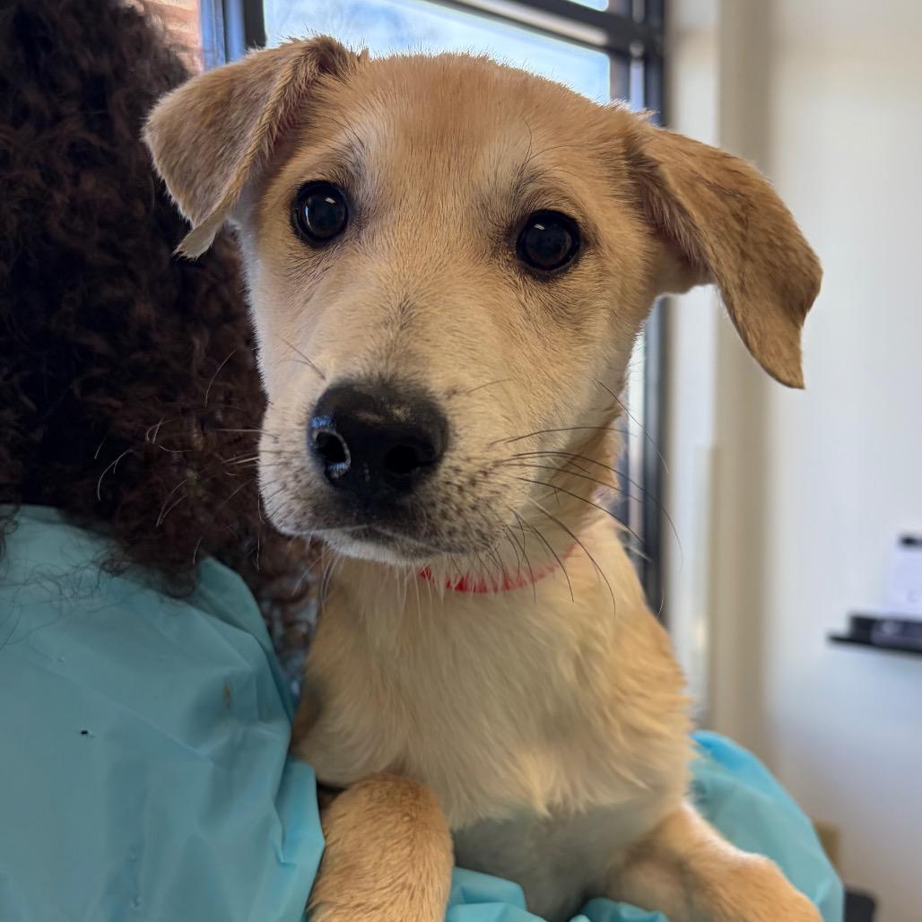 Nova, Adoptable, Puppy Female Husky & Mixed Breed.
