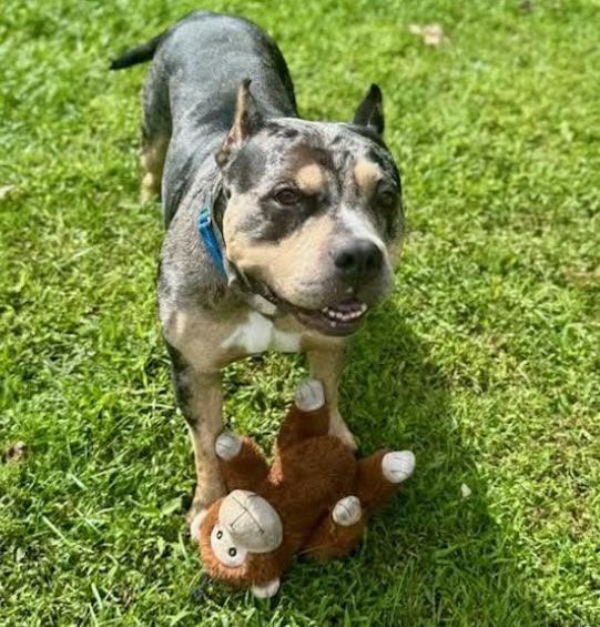 Swan Princess (5 Years Old), Adoptable, Adult Female Pit Bull Terrier.