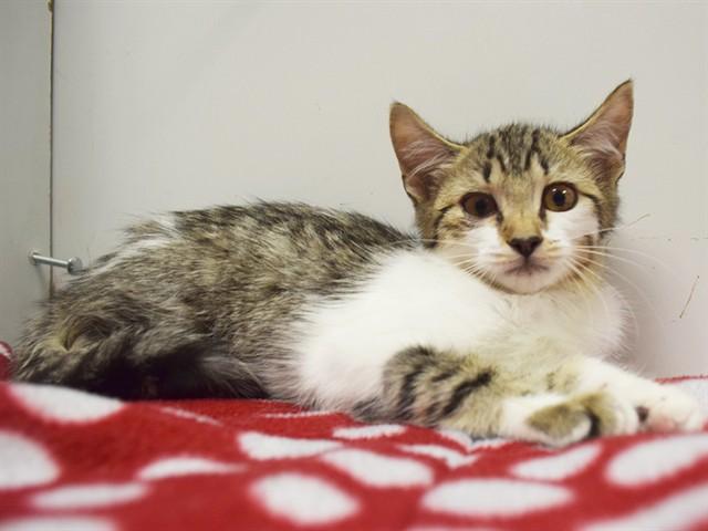 Enlarge ELISA, a Adoptable Domestic Short Hair in Sacramento, CA image 1/1