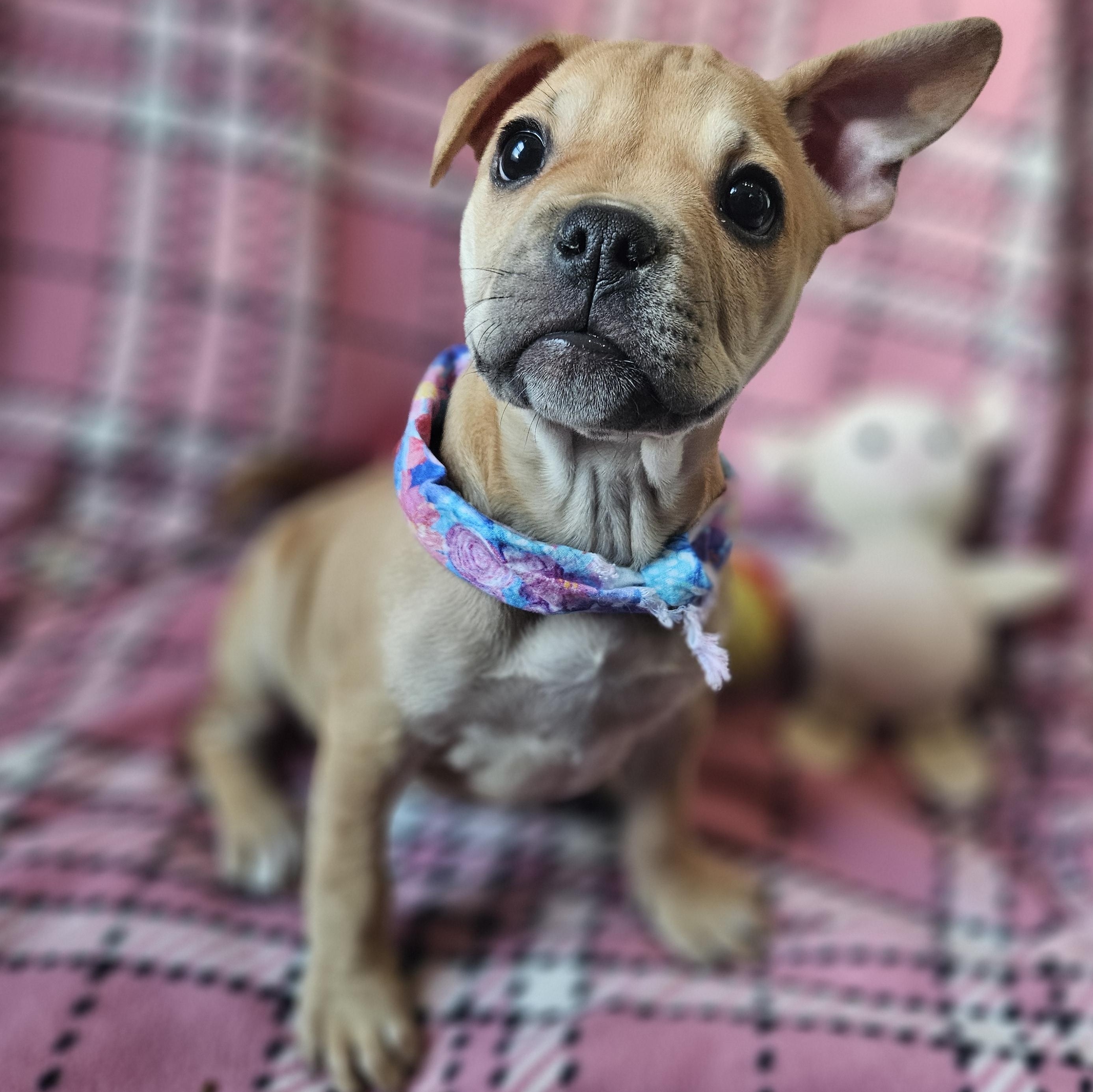 Enlarge Dalia, an adopted mixed breed in Livonia, MI image 1/3