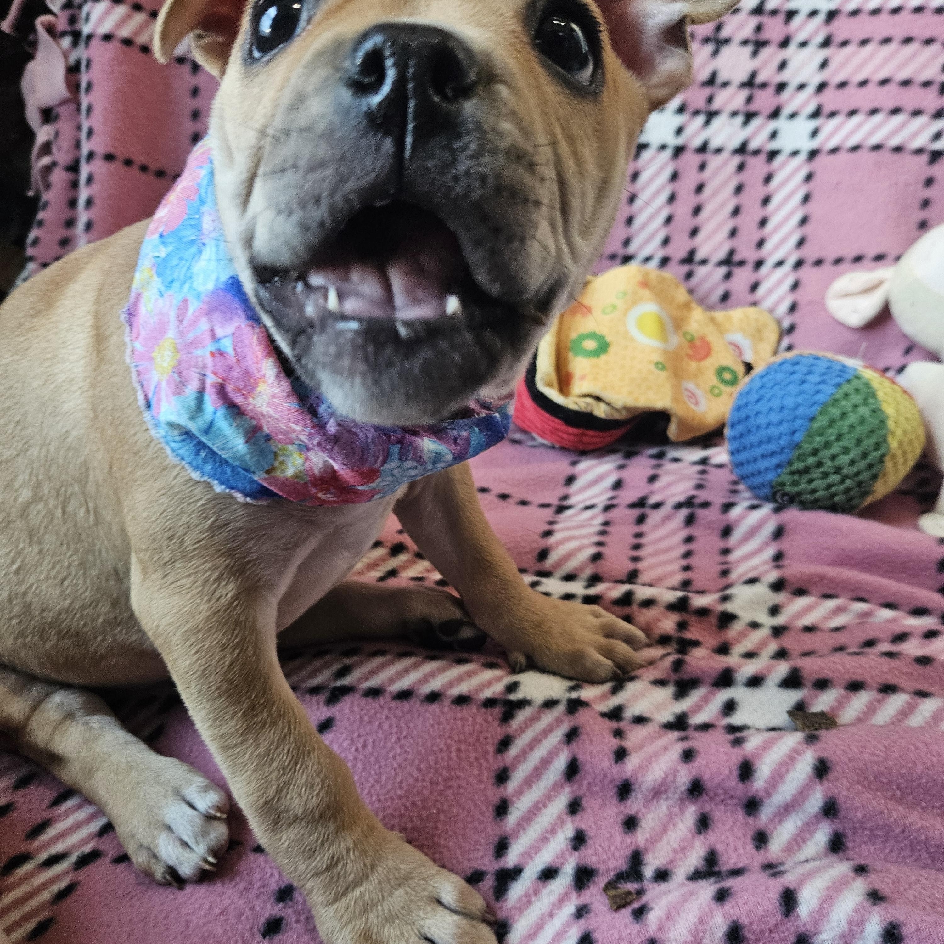 Enlarge Dalia, an adopted mixed breed in Livonia, MI image 3/3