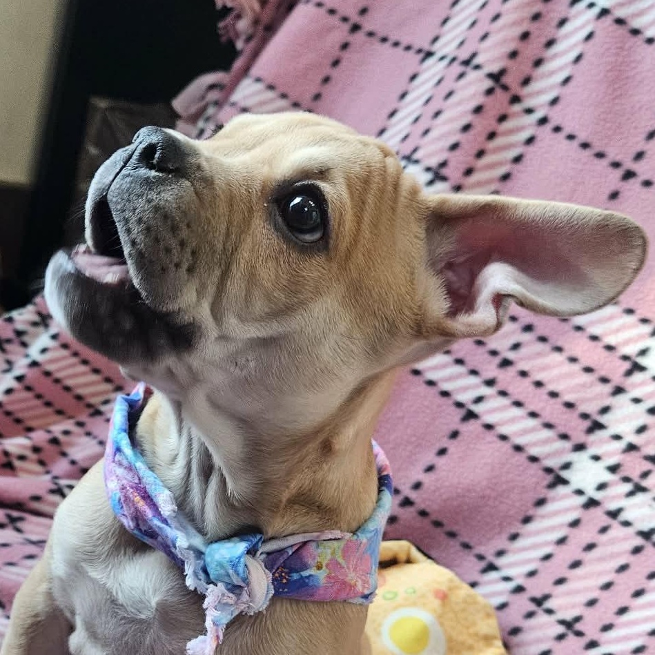 Enlarge Dalia, an adopted mixed breed in Livonia, MI image 2/3