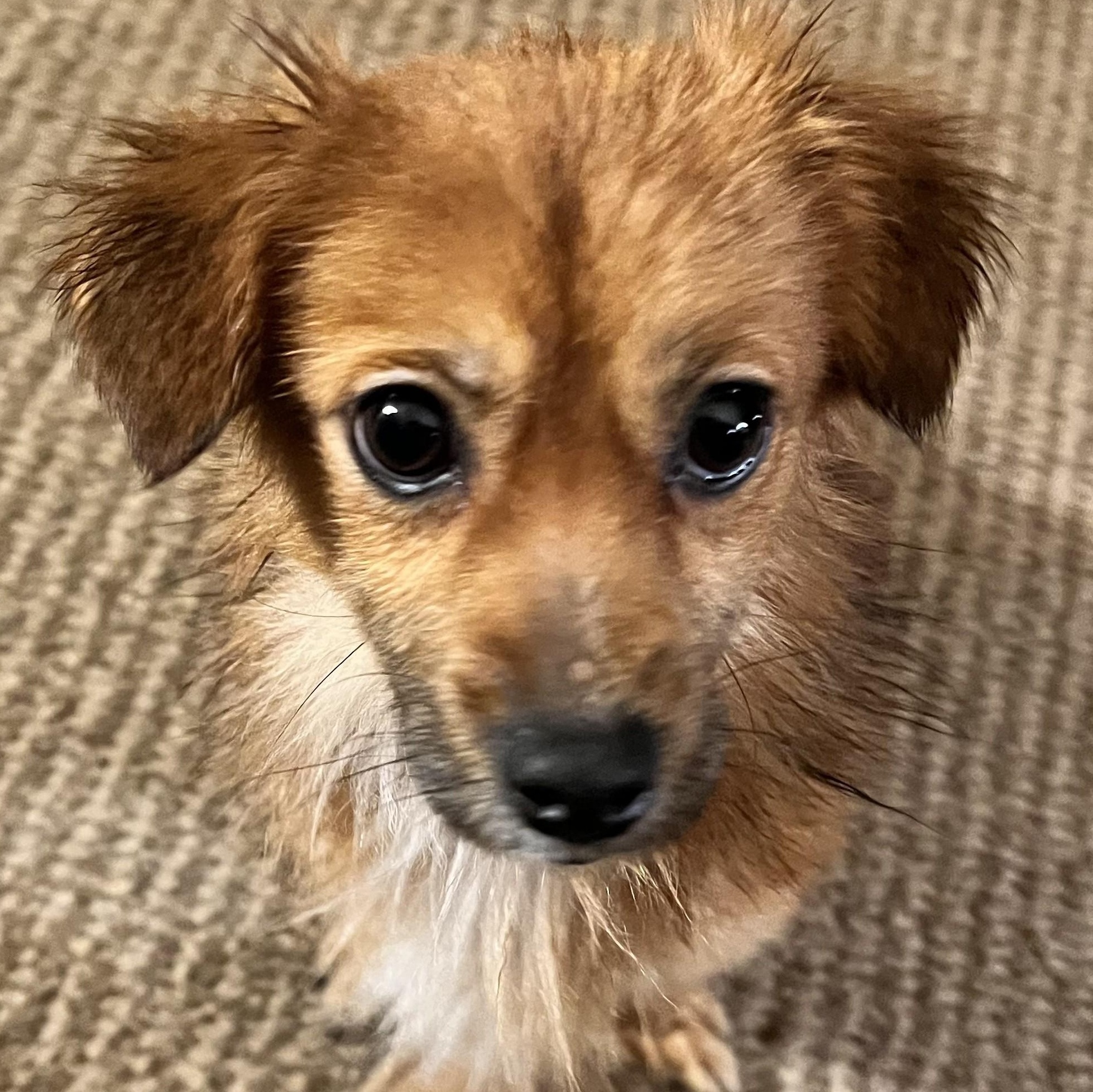 Enlarge McQueen, an adoptable mixed breed in Palatine, IL image 4/6