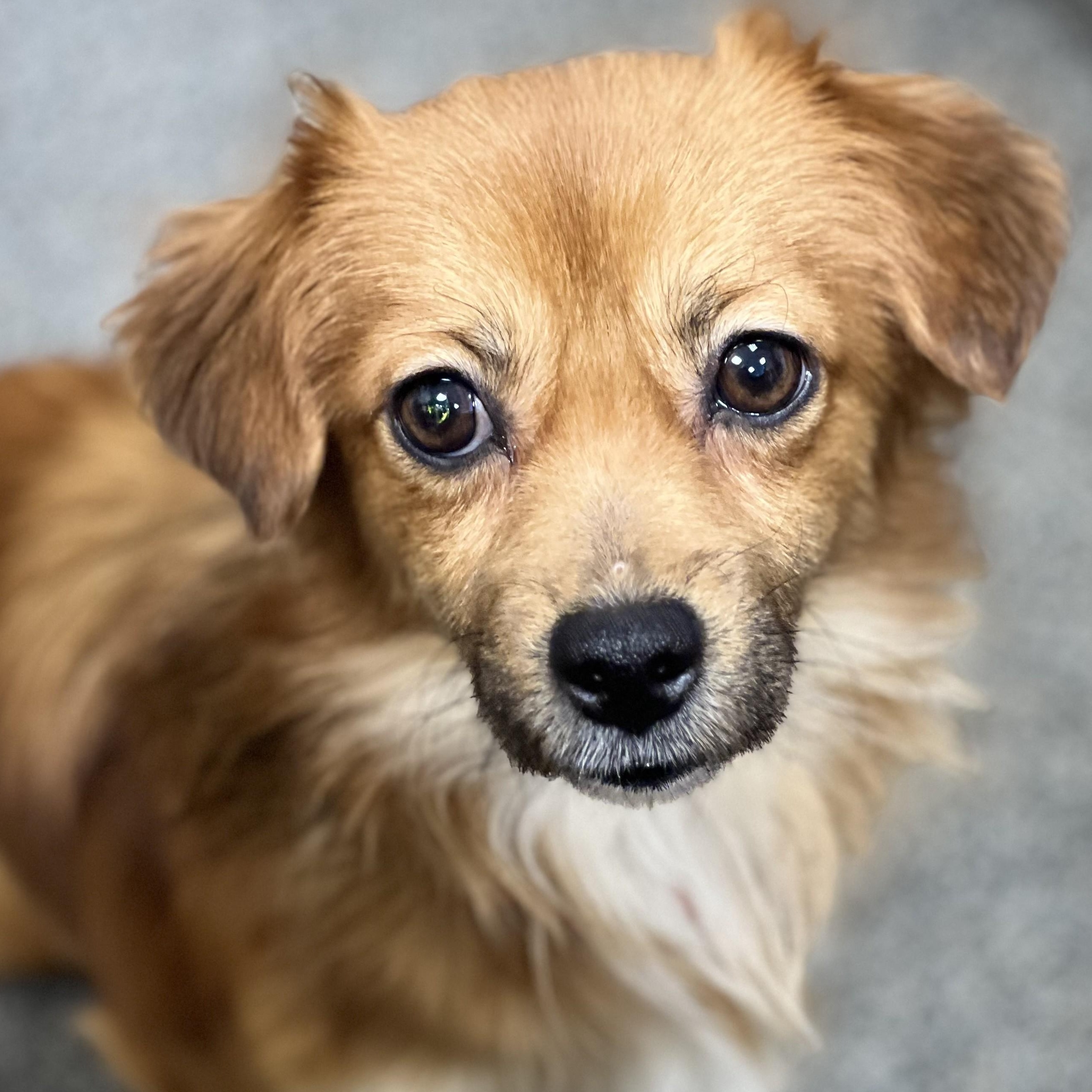 McQueen, adoptable, Adult Male Chihuahua & Mixed Breed.