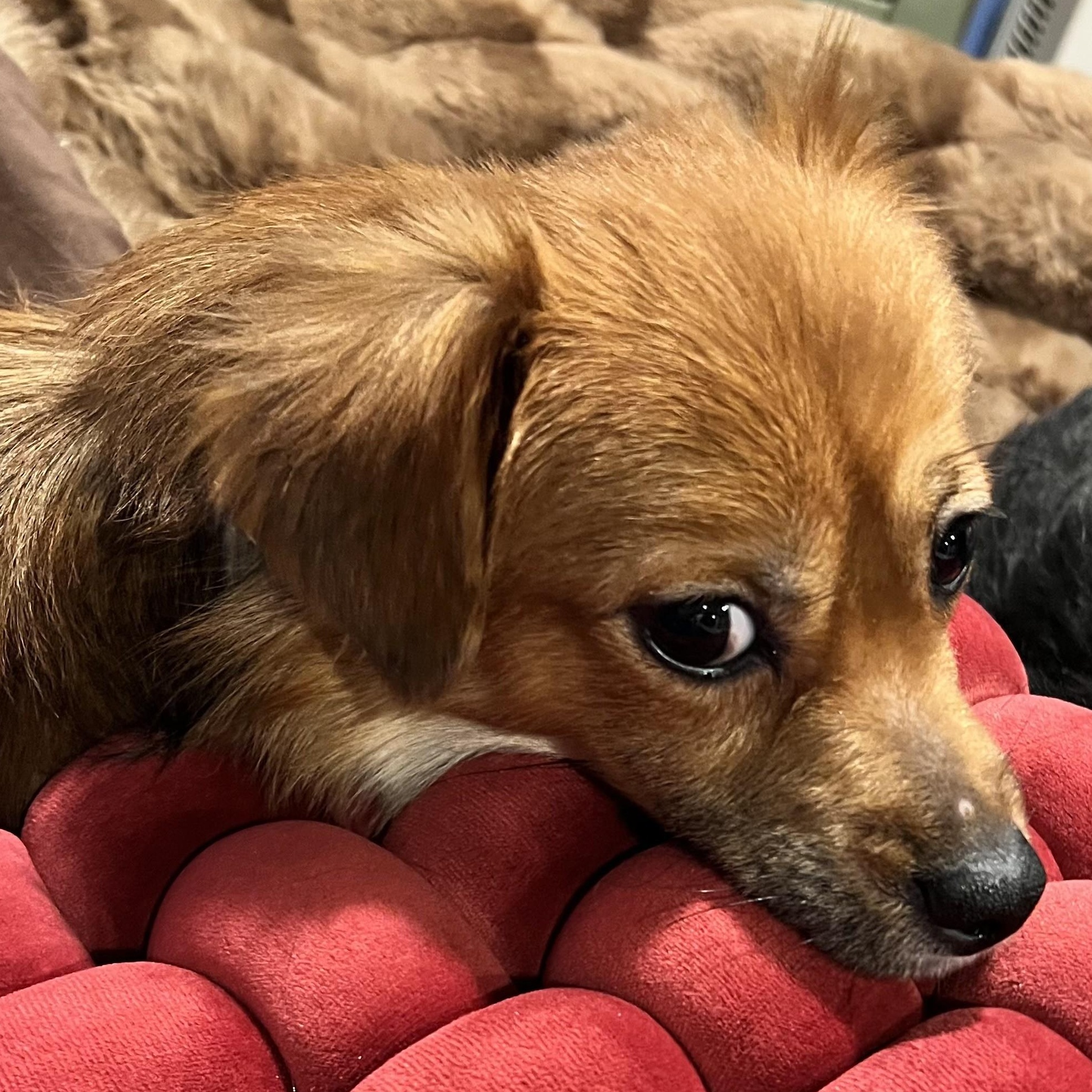 Enlarge McQueen, an adoptable mixed breed in Palatine, IL image 5/6