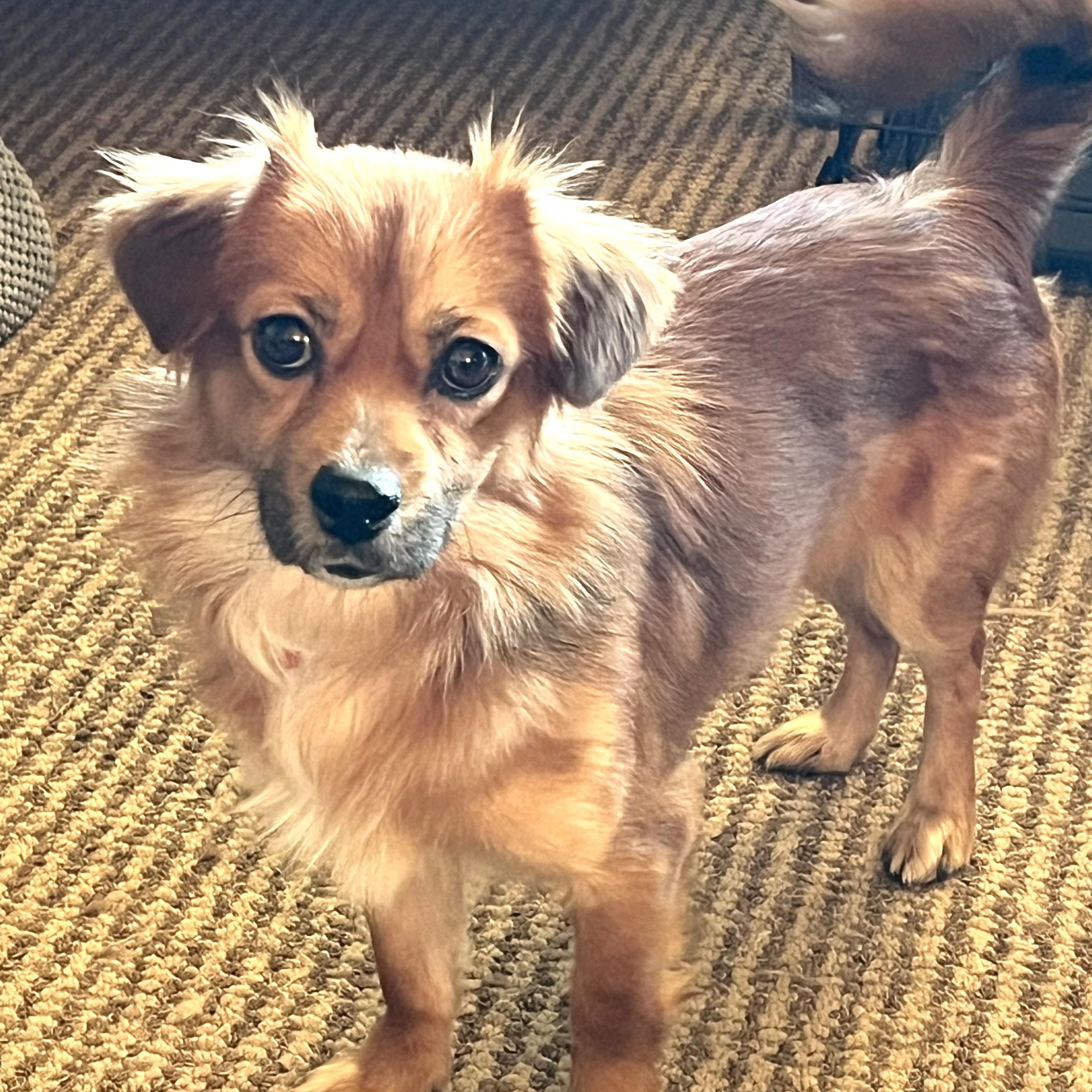 Enlarge McQueen, an adoptable mixed breed in Palatine, IL image 2/6