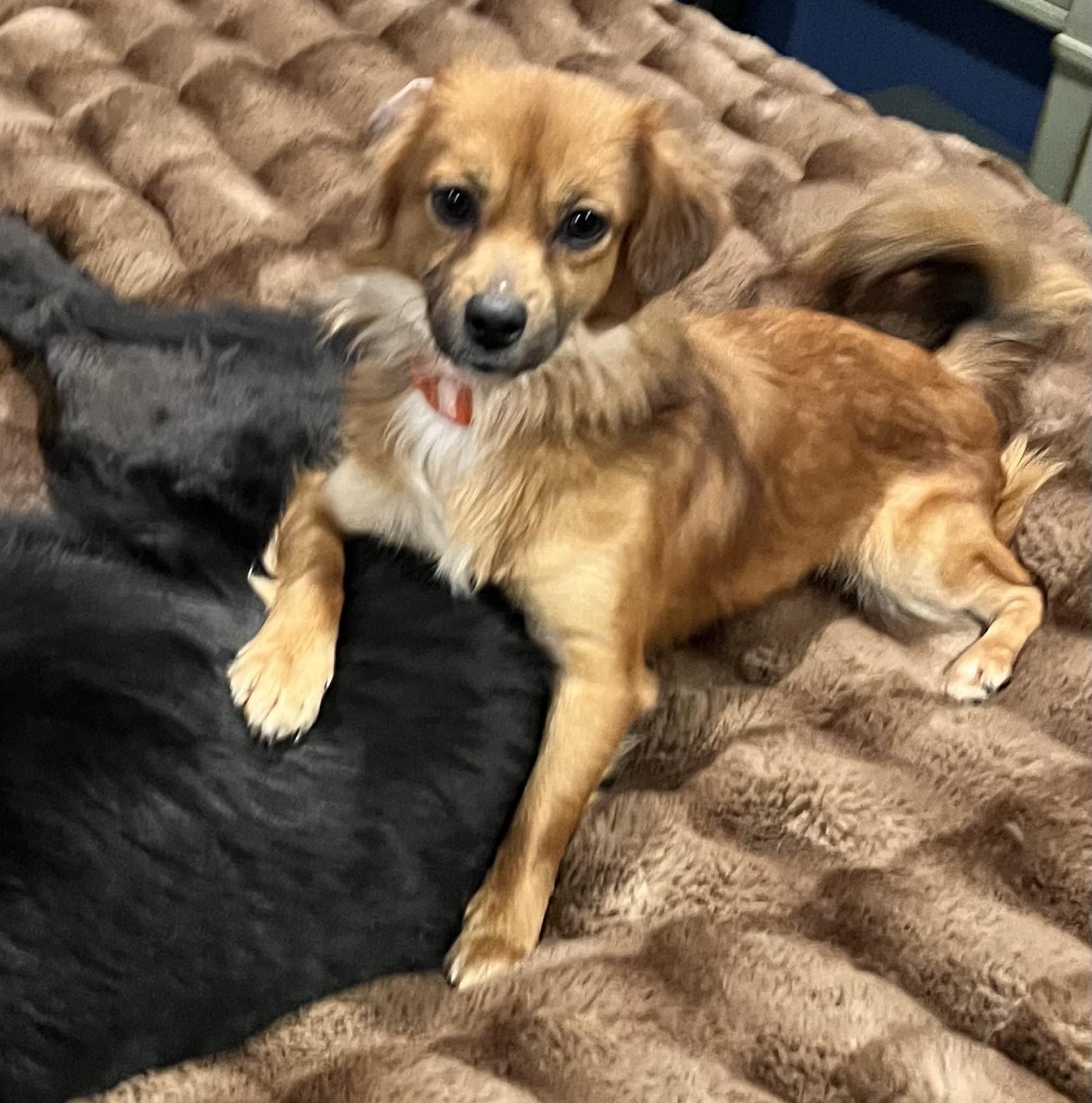 Enlarge McQueen, an adoptable mixed breed in Palatine, IL image 6/6