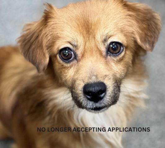 McQueen, adopted, Adult Male Chihuahua & Mixed Breed.