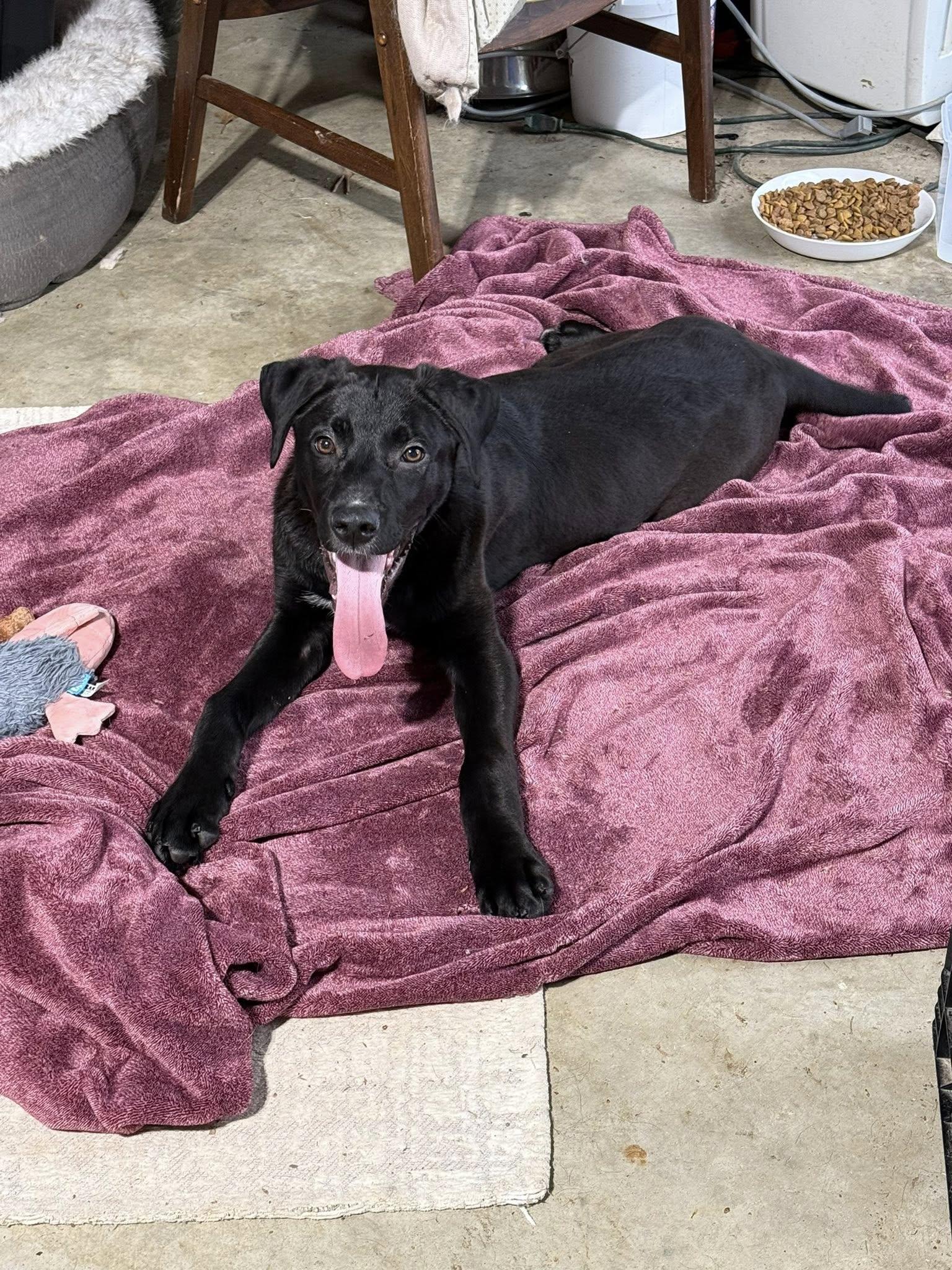 Benny, Adoptable, Puppy Male Labrador Retriever.