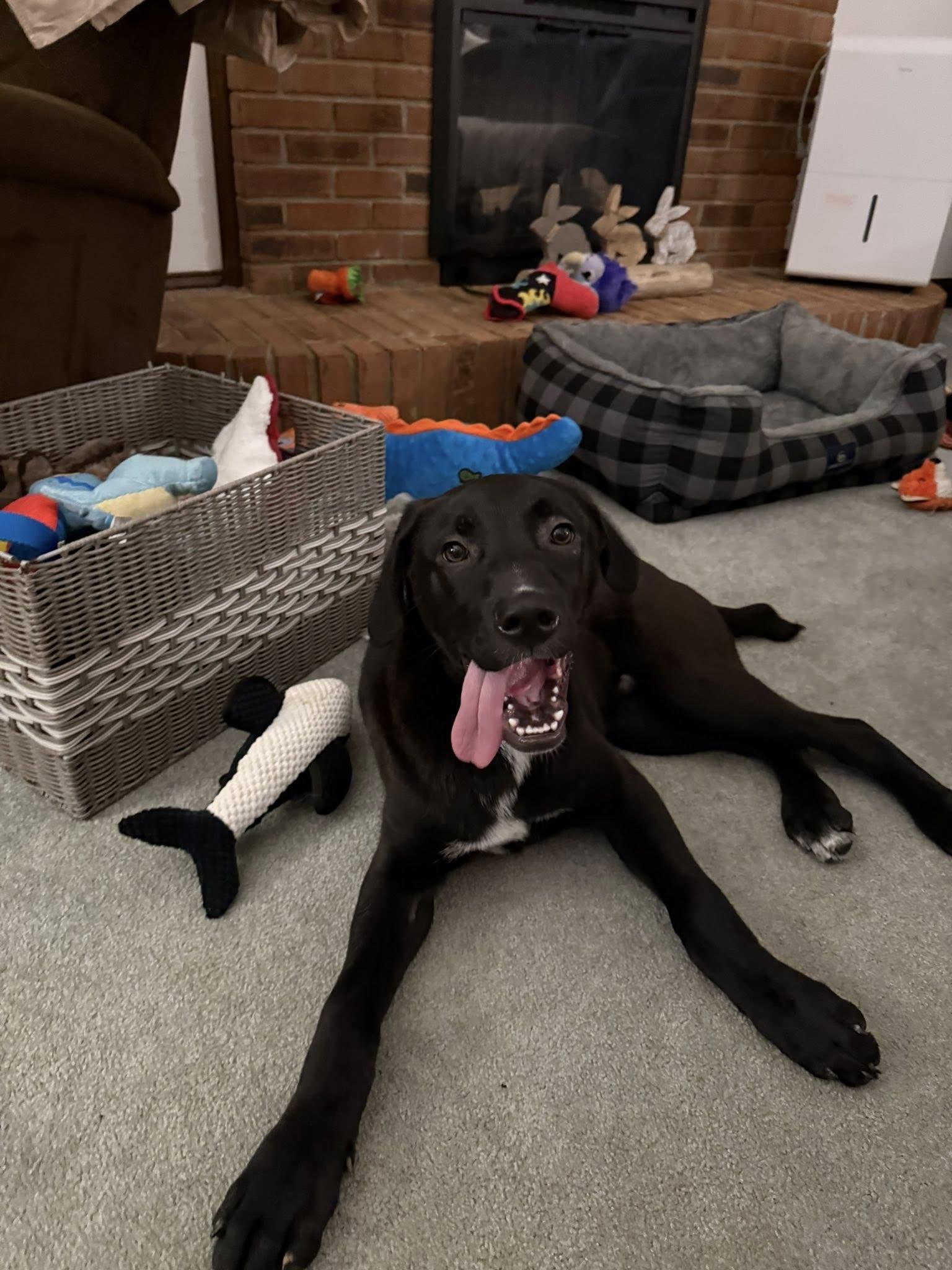 Enlarge Benny, a Adoptable Labrador Retriever in Newport, KY image 2/3