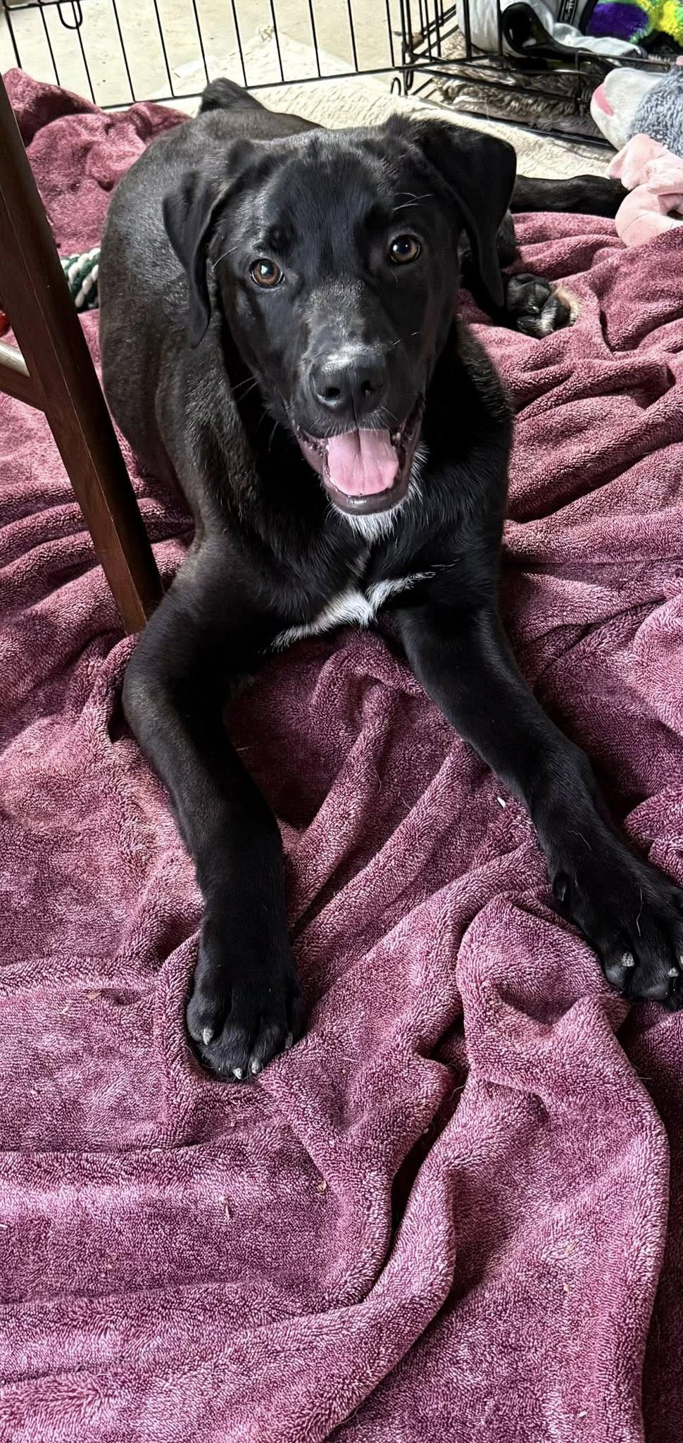 Enlarge Benny, a Adoptable Labrador Retriever in Newport, KY image 3/3