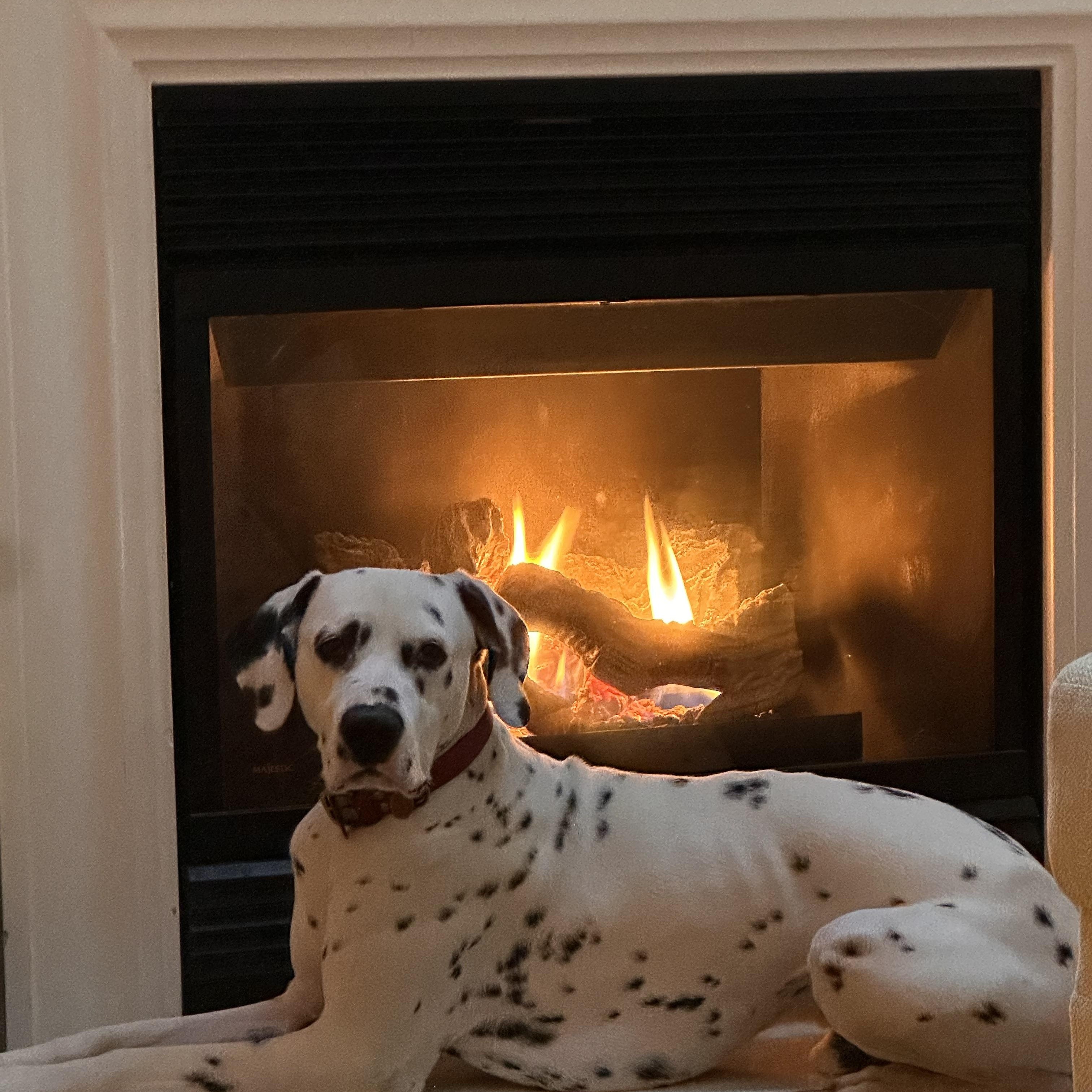 Sparky-Simi Valley, CA, a ADOPTABLE Dalmatian in San Diego, CA image 4/5