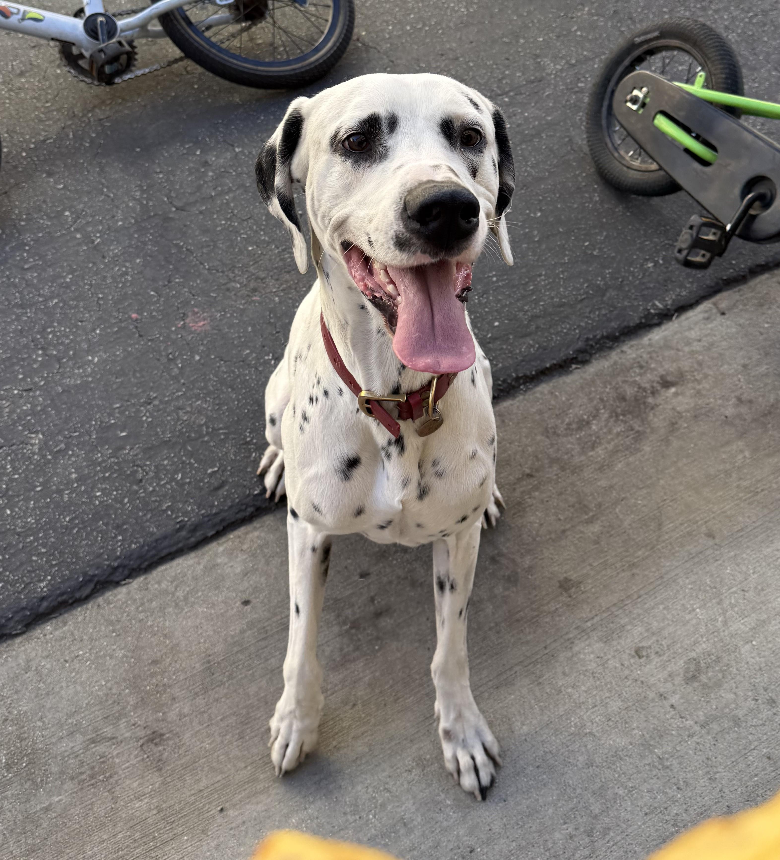 Sparky-Simi Valley, CA, a ADOPTABLE Dalmatian in San Diego, CA image 1/5