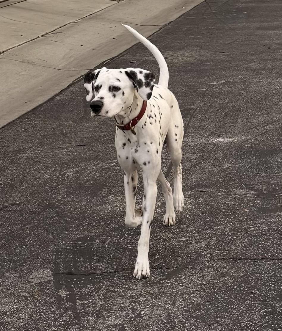 Sparky-Simi Valley, CA, a ADOPTABLE Dalmatian in San Diego, CA image 5/5