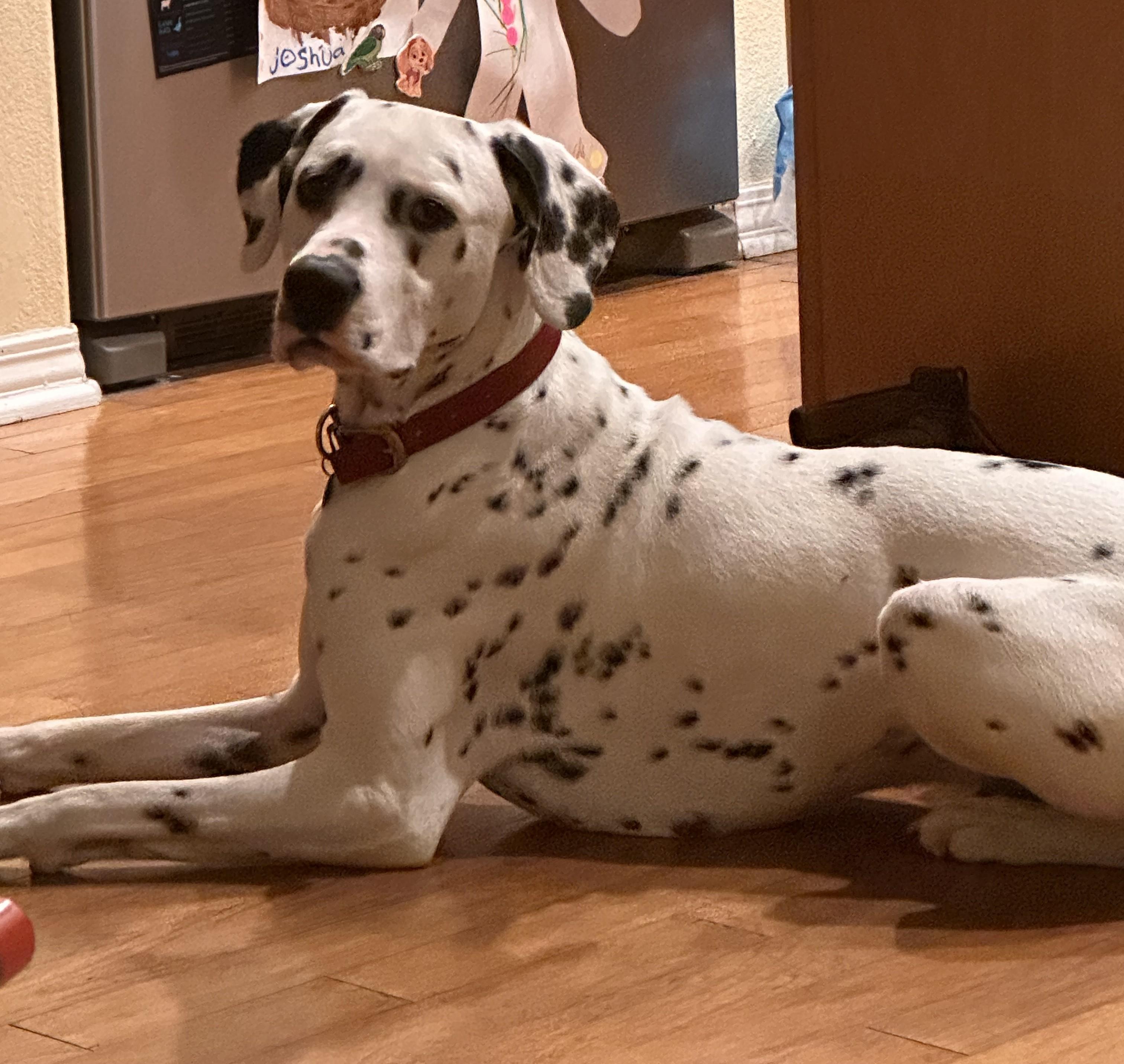 Sparky-Simi Valley, CA, a ADOPTABLE Dalmatian in San Diego, CA image 3/5
