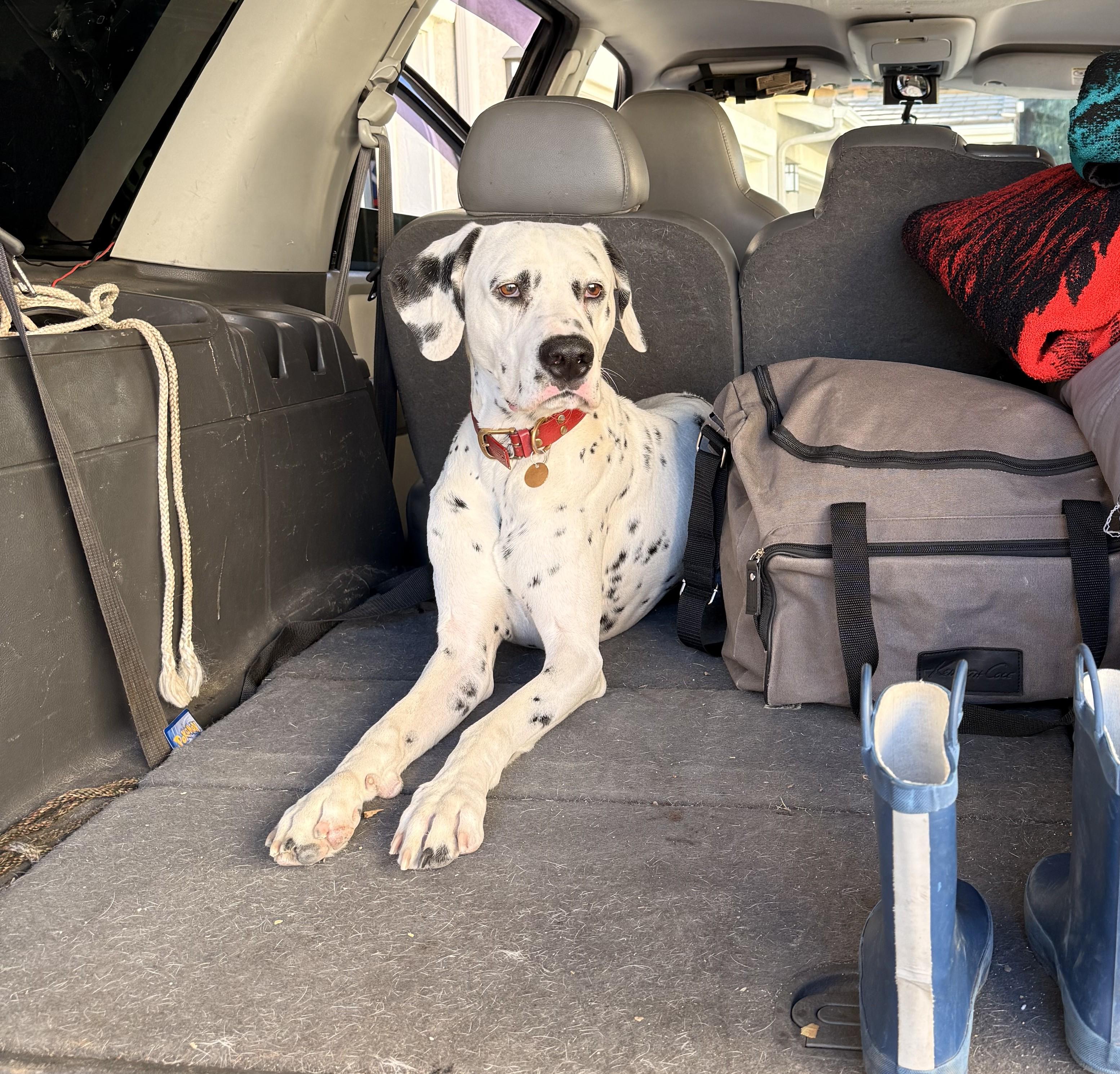Sparky-Simi Valley, CA, a ADOPTABLE Dalmatian in San Diego, CA image 2/5