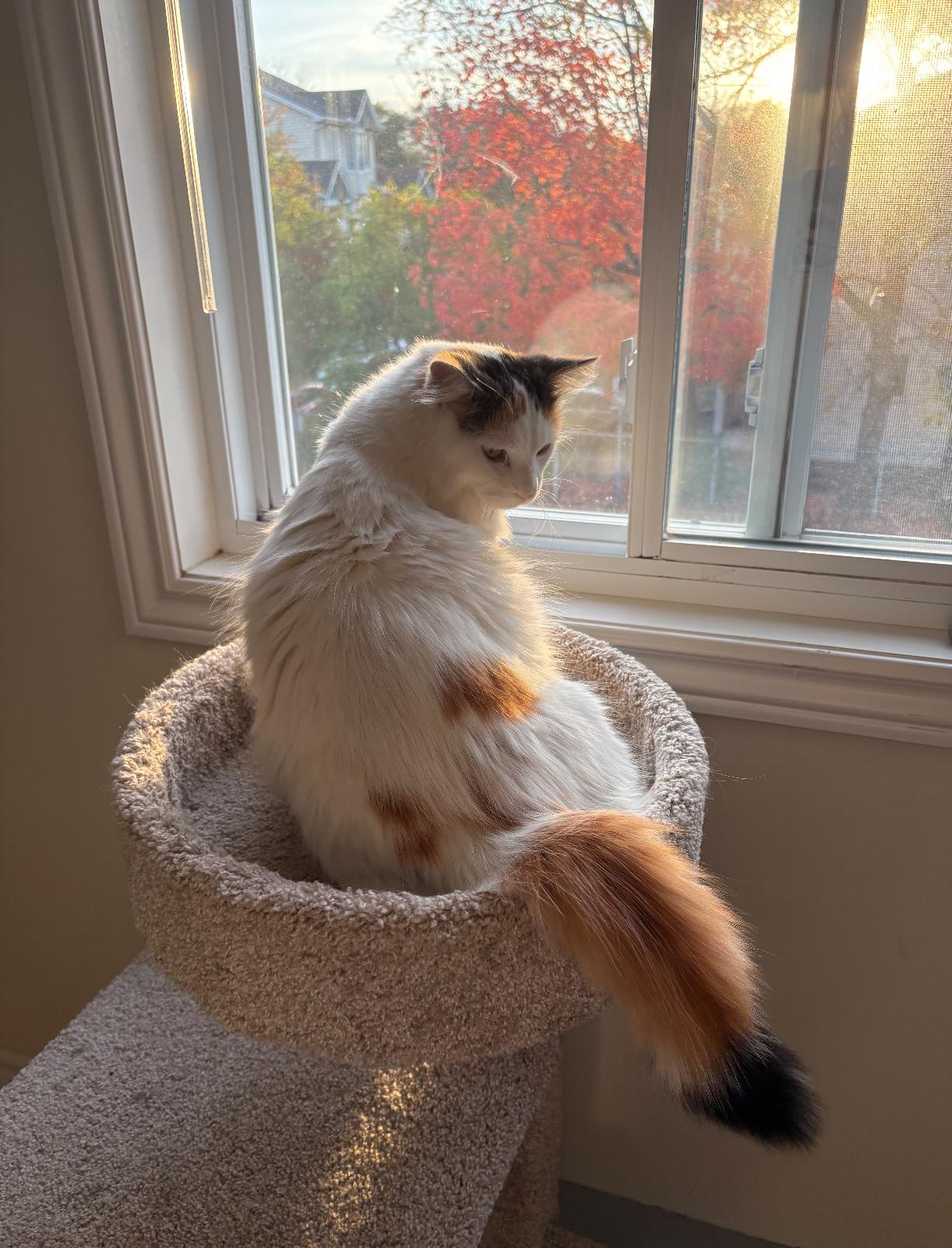 Autumn, a Adoptable Domestic Medium Hair in Ottawa, ON image 5/6