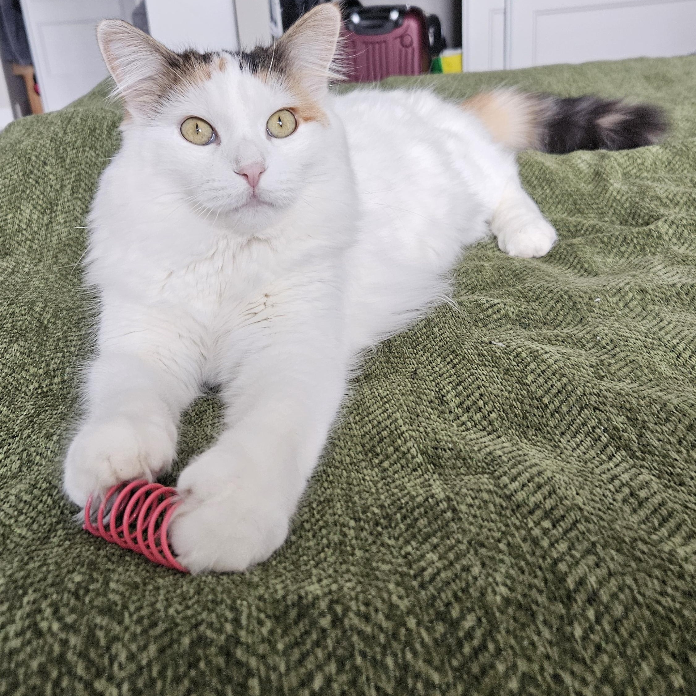 Enlarge Autumn, a Adoptable Domestic Medium Hair in Ottawa, ON image 1/6