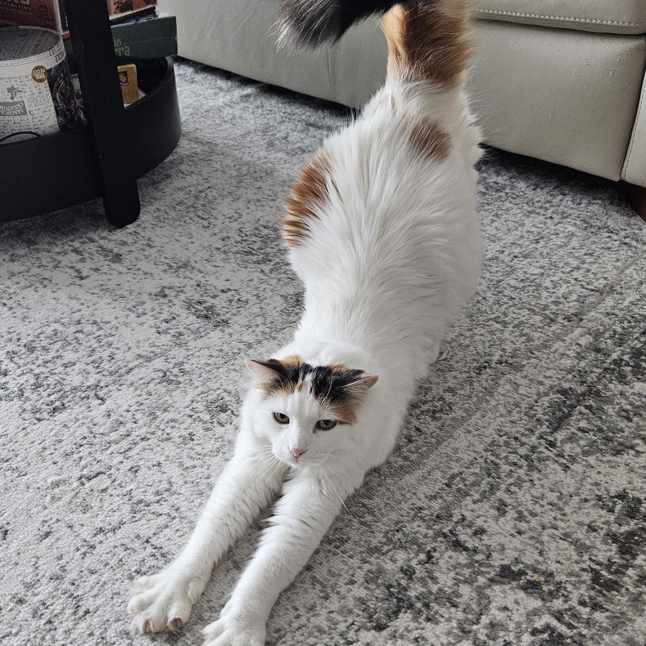 Enlarge Autumn, a Adoptable Domestic Medium Hair in Ottawa, ON image 3/6