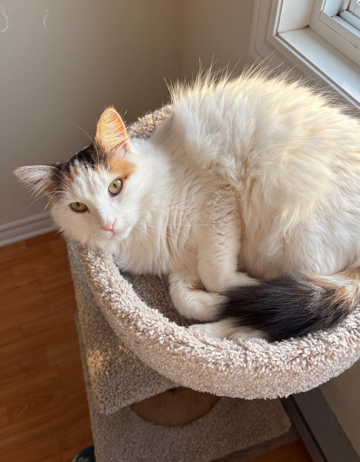 Autumn, a Adoptable Domestic Medium Hair in Ottawa, ON image 3/6