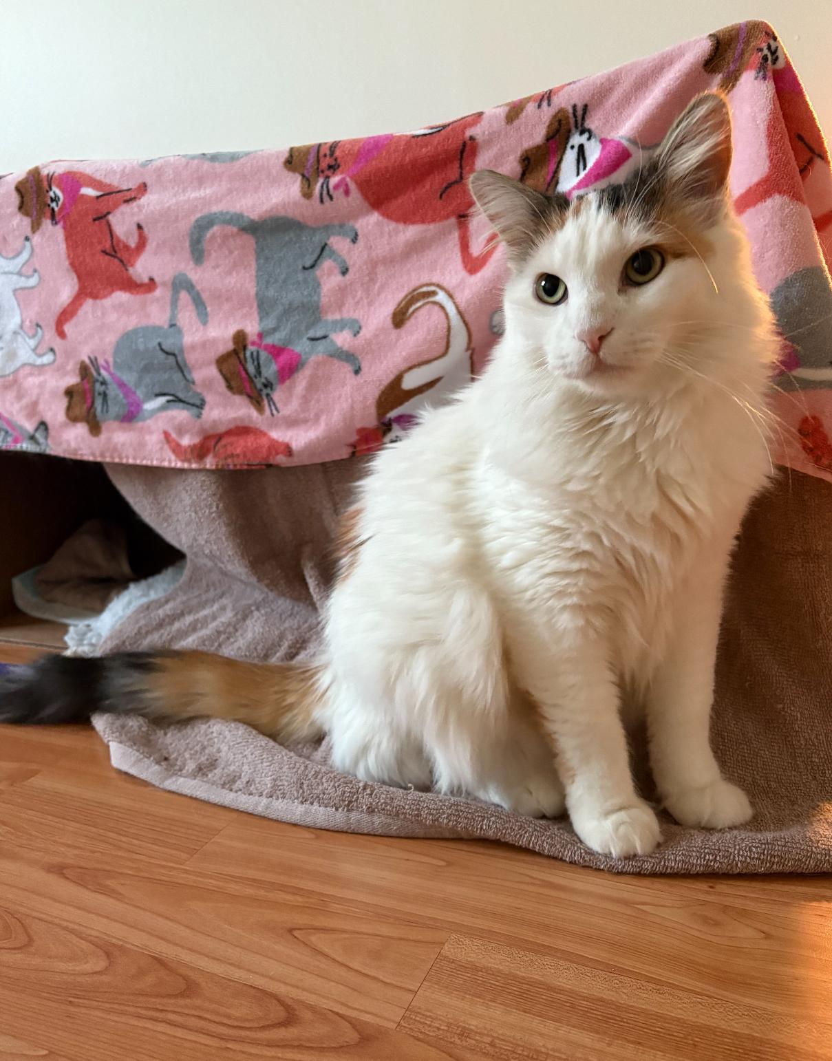 Autumn, a Adoptable Domestic Medium Hair in Ottawa, ON image 2/6