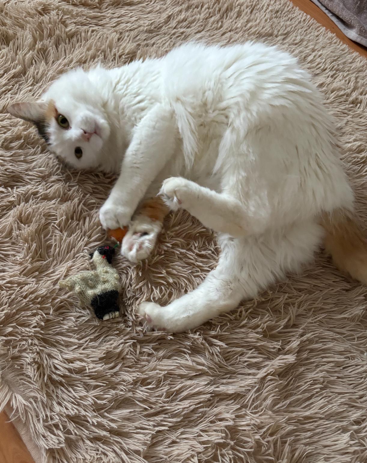 Enlarge Autumn, a Adoptable Domestic Medium Hair in Ottawa, ON image 4/6