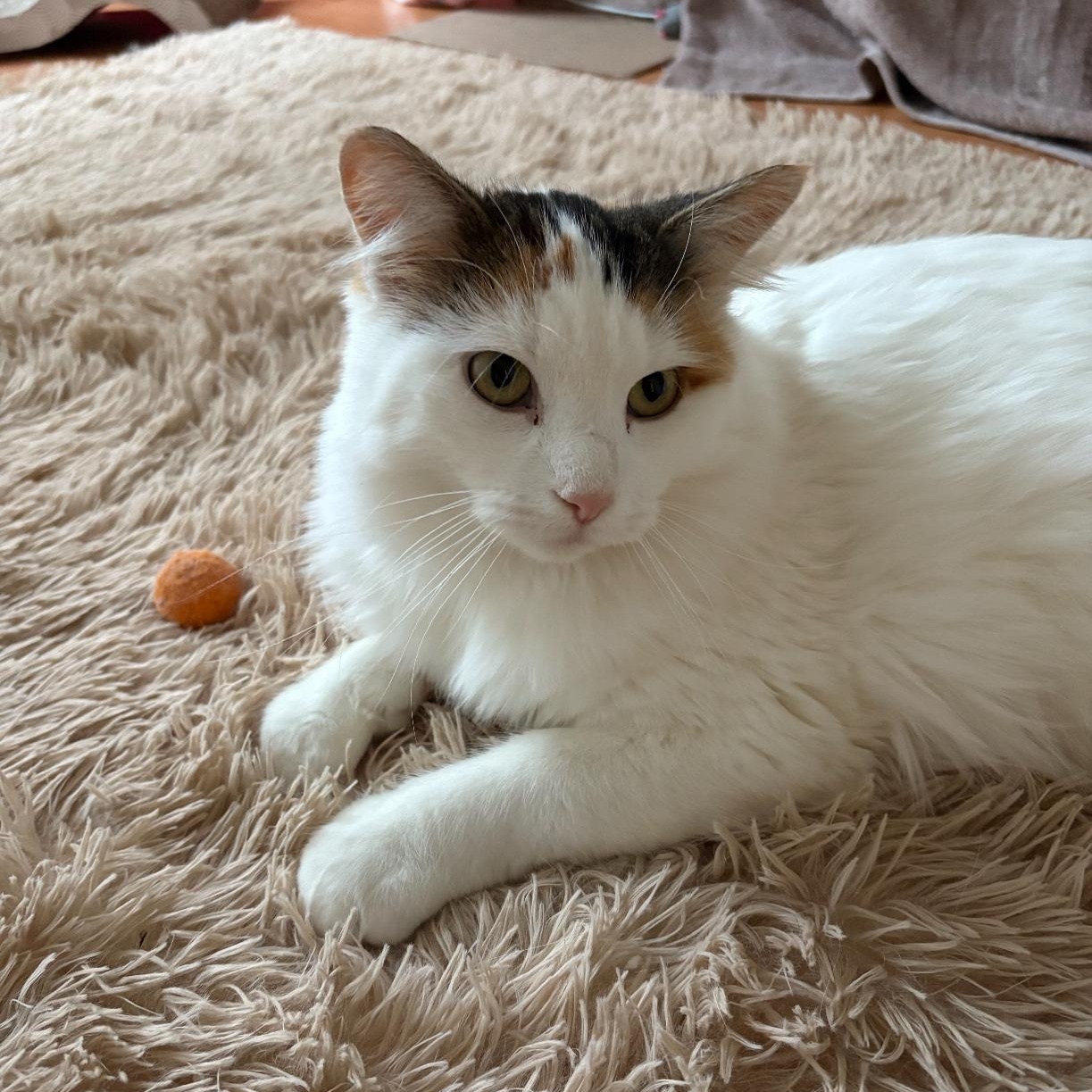 Enlarge Autumn, a Adoptable Domestic Medium Hair in Ottawa, ON image 5/6