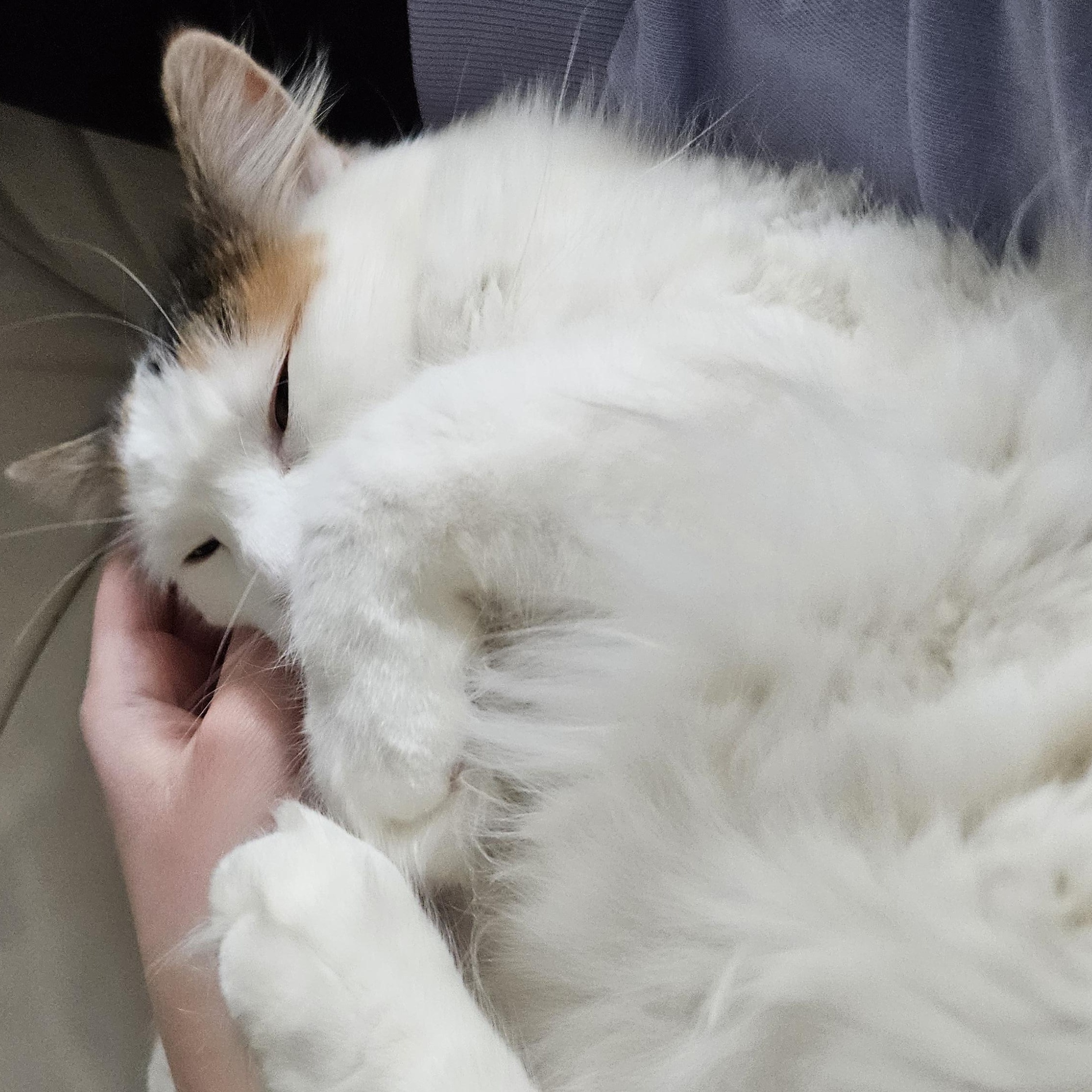 Enlarge Autumn, a Adoptable Domestic Medium Hair in Ottawa, ON image 6/6