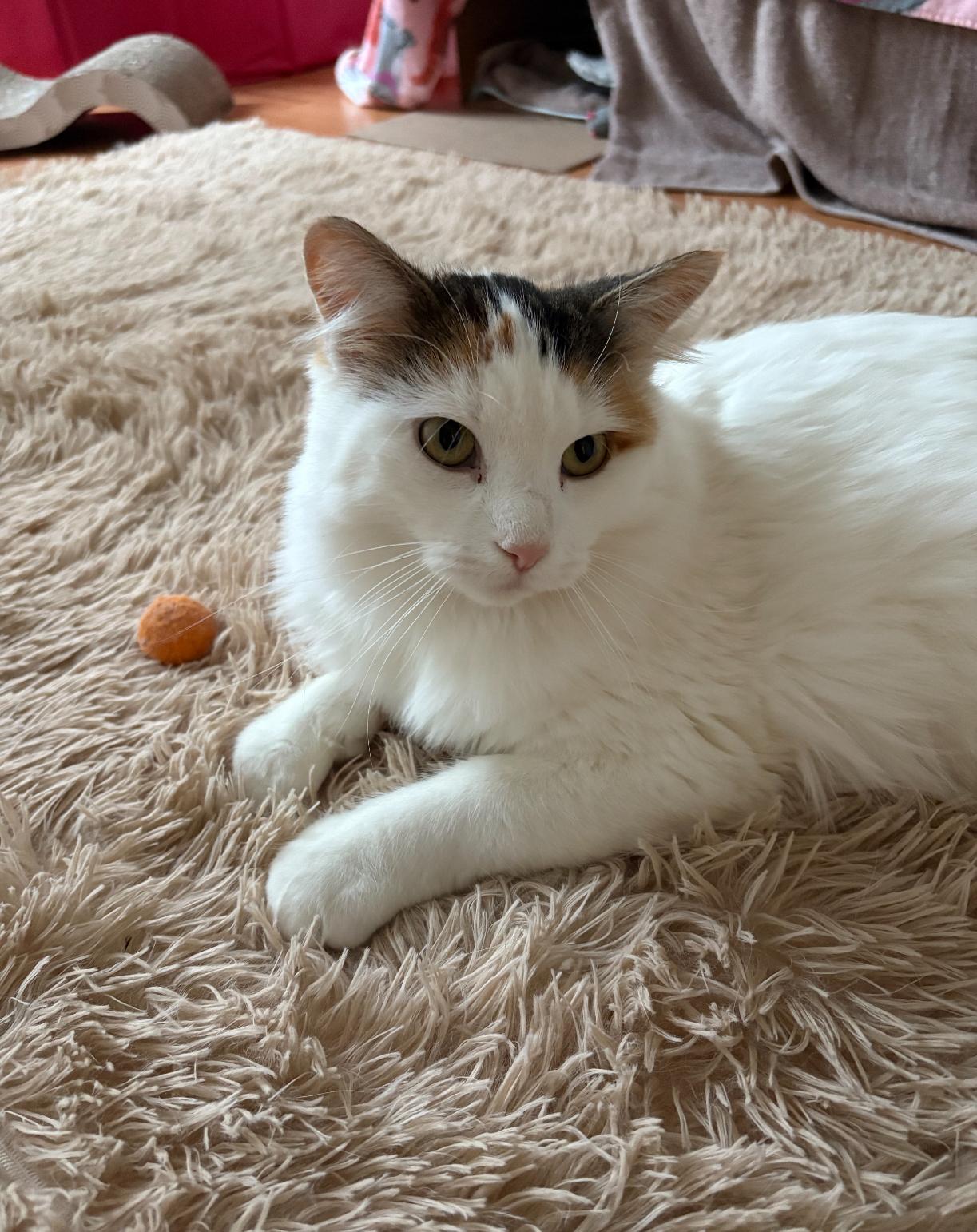 Autumn, a Adoptable Domestic Medium Hair in Ottawa, ON image 6/6