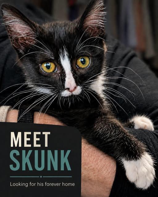 Skunk- SR, Adoptable, Kitten Male Domestic Short Hair.