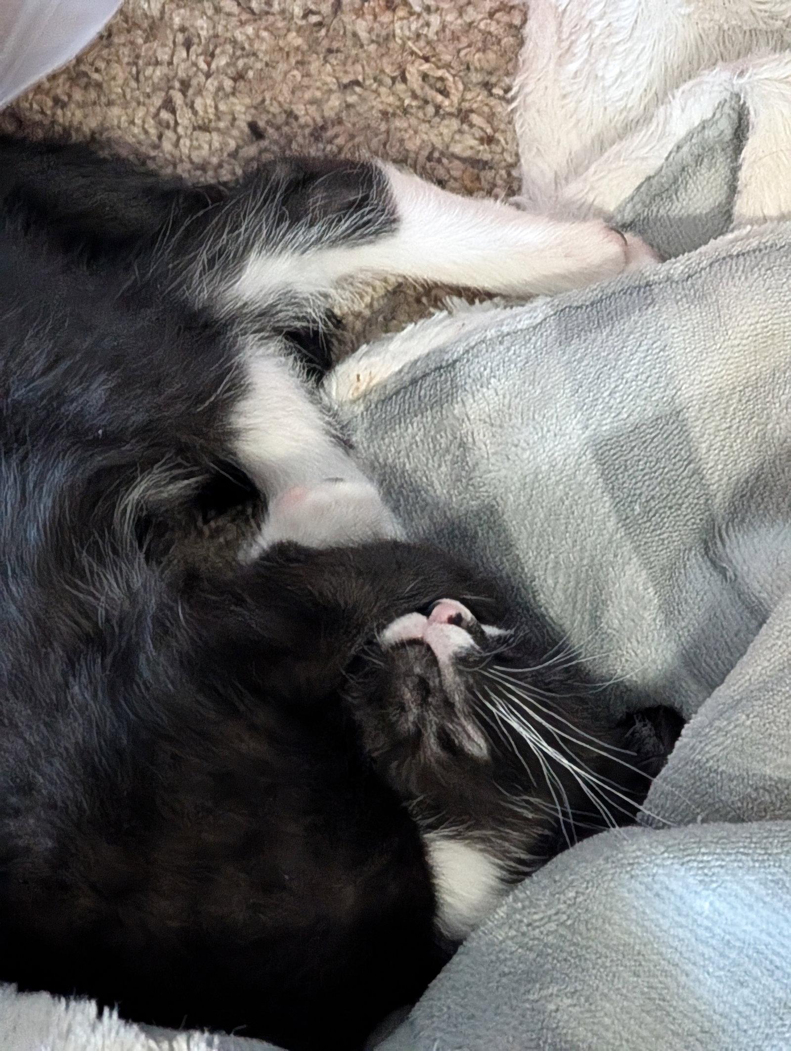 Skunk- SR, a Adoptable Domestic Short Hair in Council Bluffs, IA image 2/3