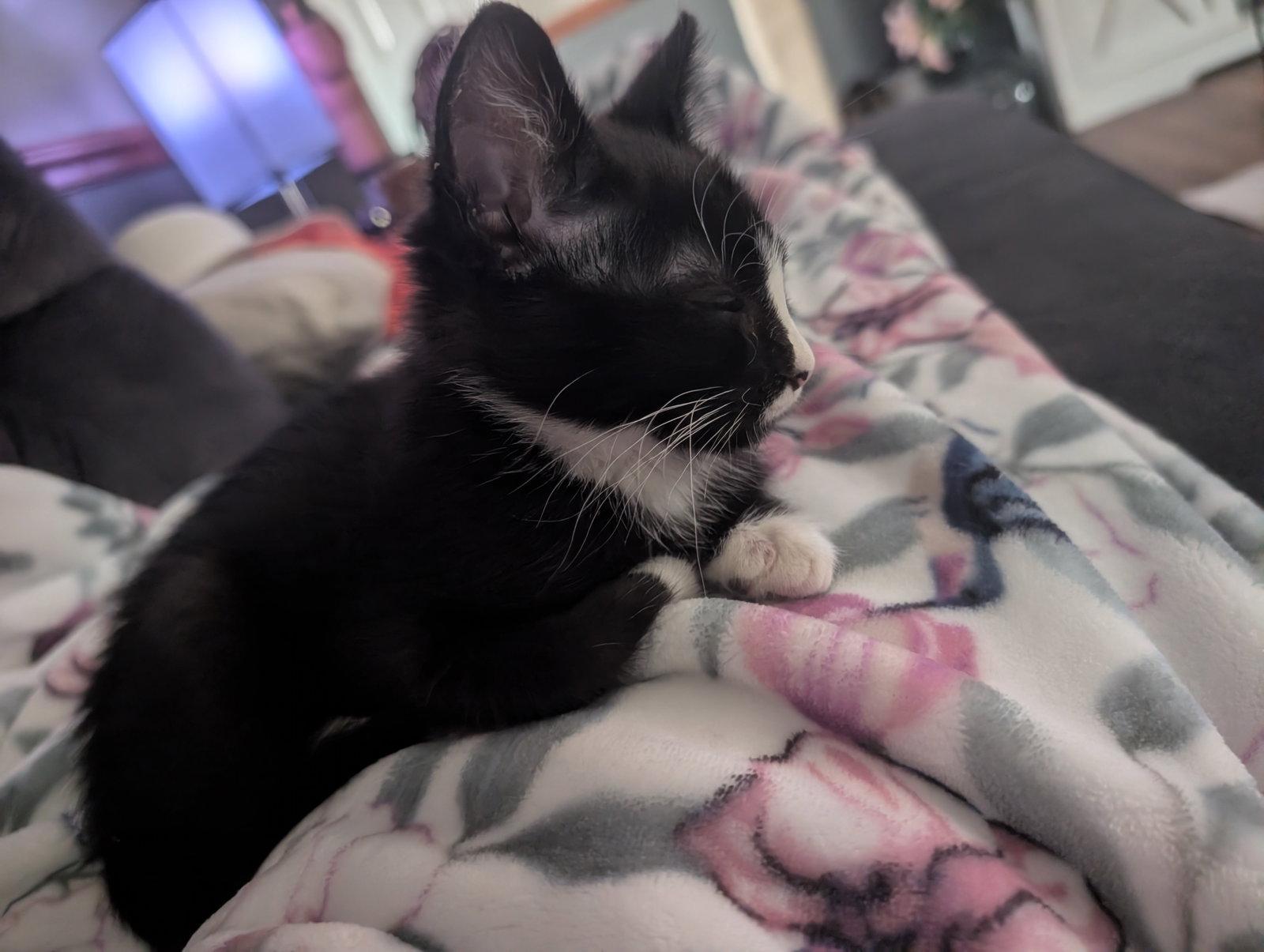 Skunk- SR, a Adoptable Domestic Short Hair in Council Bluffs, IA image 3/3
