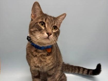 Zuki, Adoptable, Adult Male Domestic Short Hair & Domestic Short Hair.