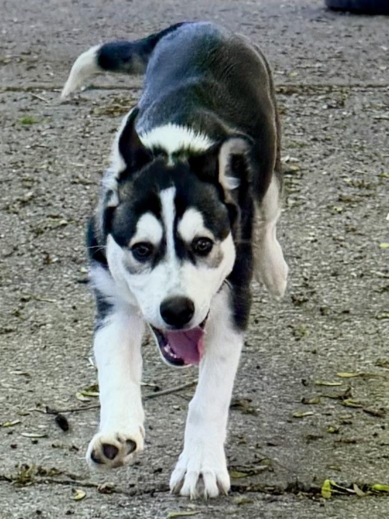 Ryker, Adoptable, Puppy Male Husky & Labrador Retriever.