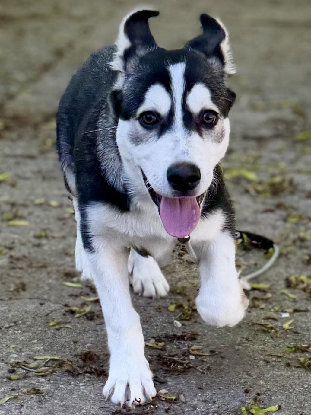 Enlarge Ryker, a Adoptable mixed breed in Madison Heights, MI image 2/2